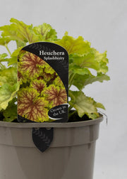 Heuchera 'Splashberry'