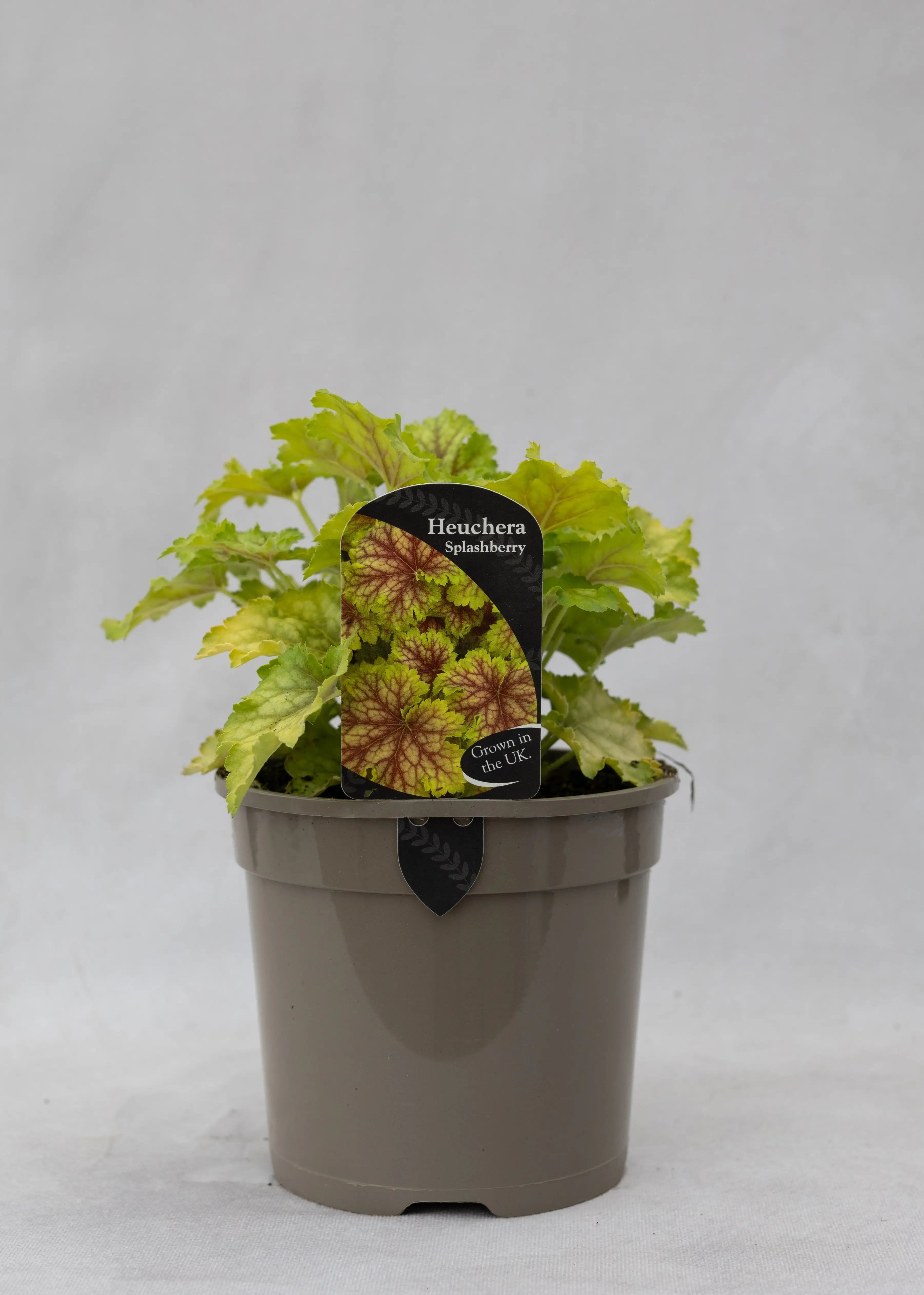 Heuchera 'Splashberry'