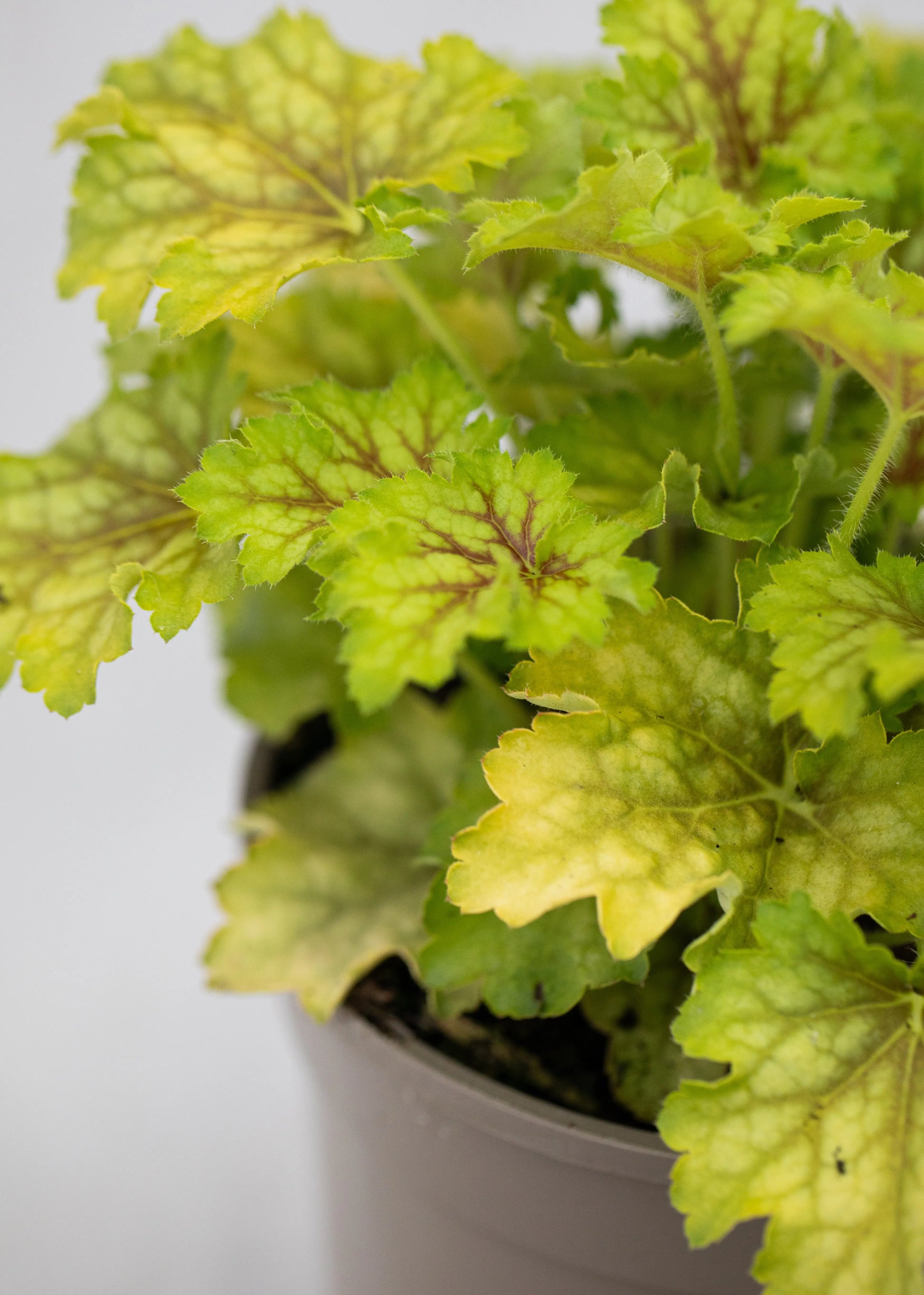 Heuchera 'Splashberry'