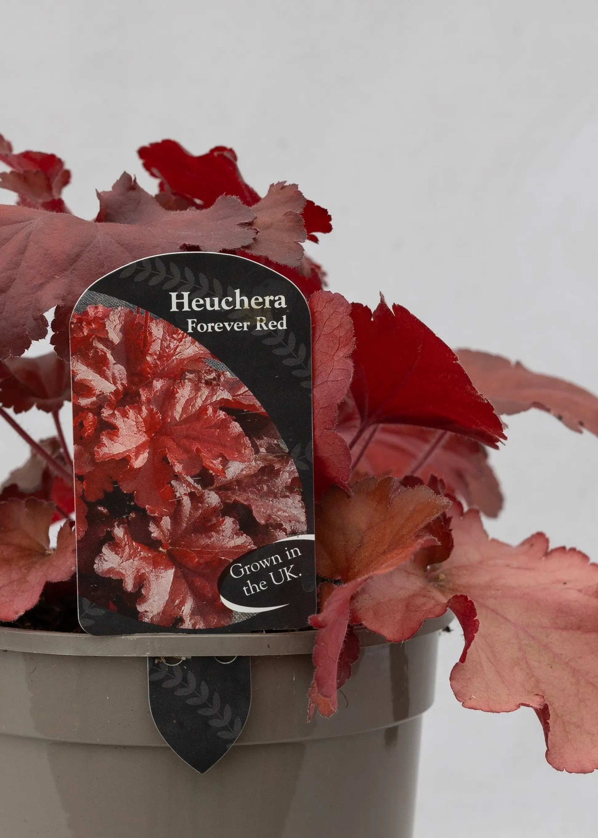 Heuchera 'Forever Red'