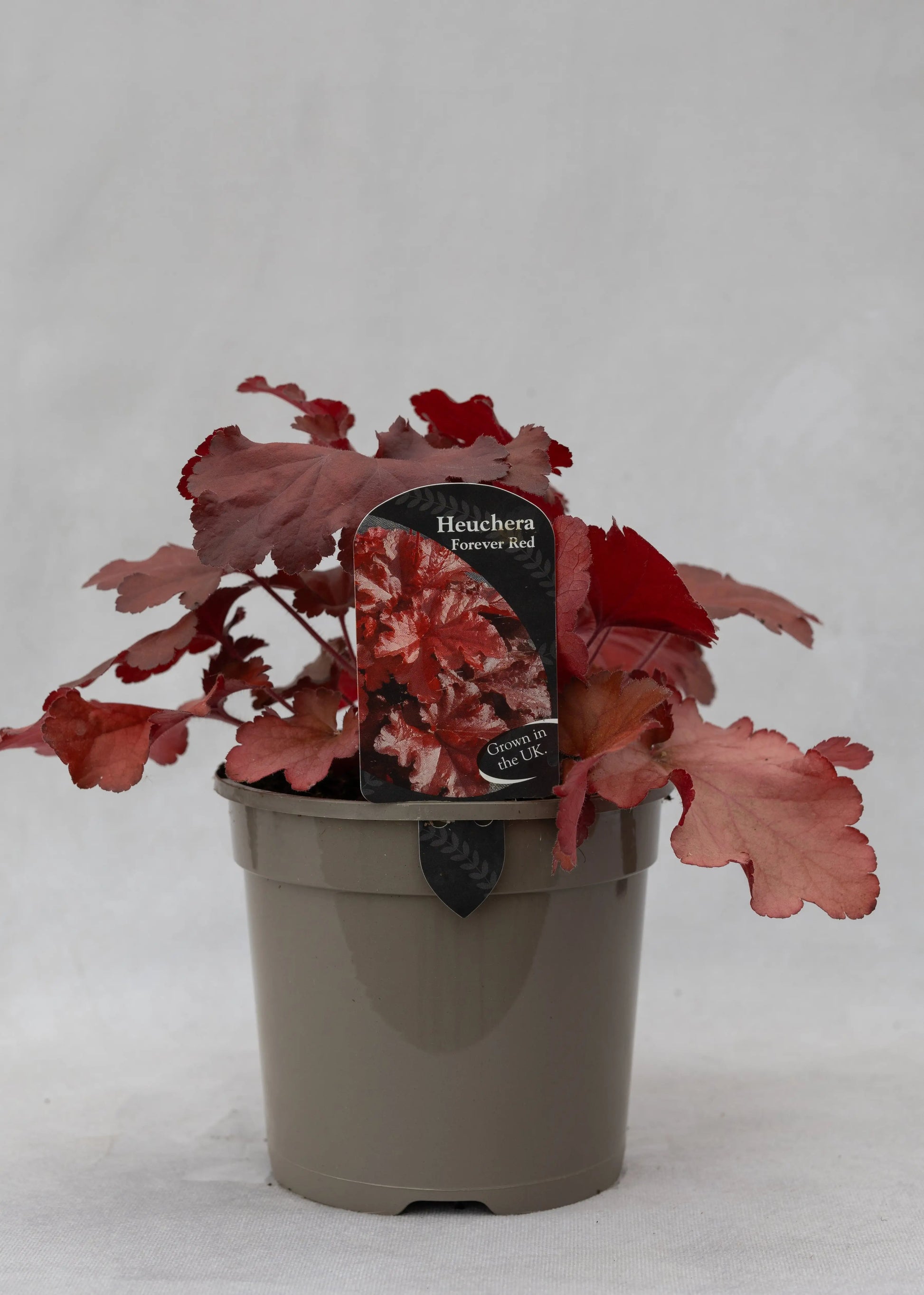 Heuchera 'Forever Red'