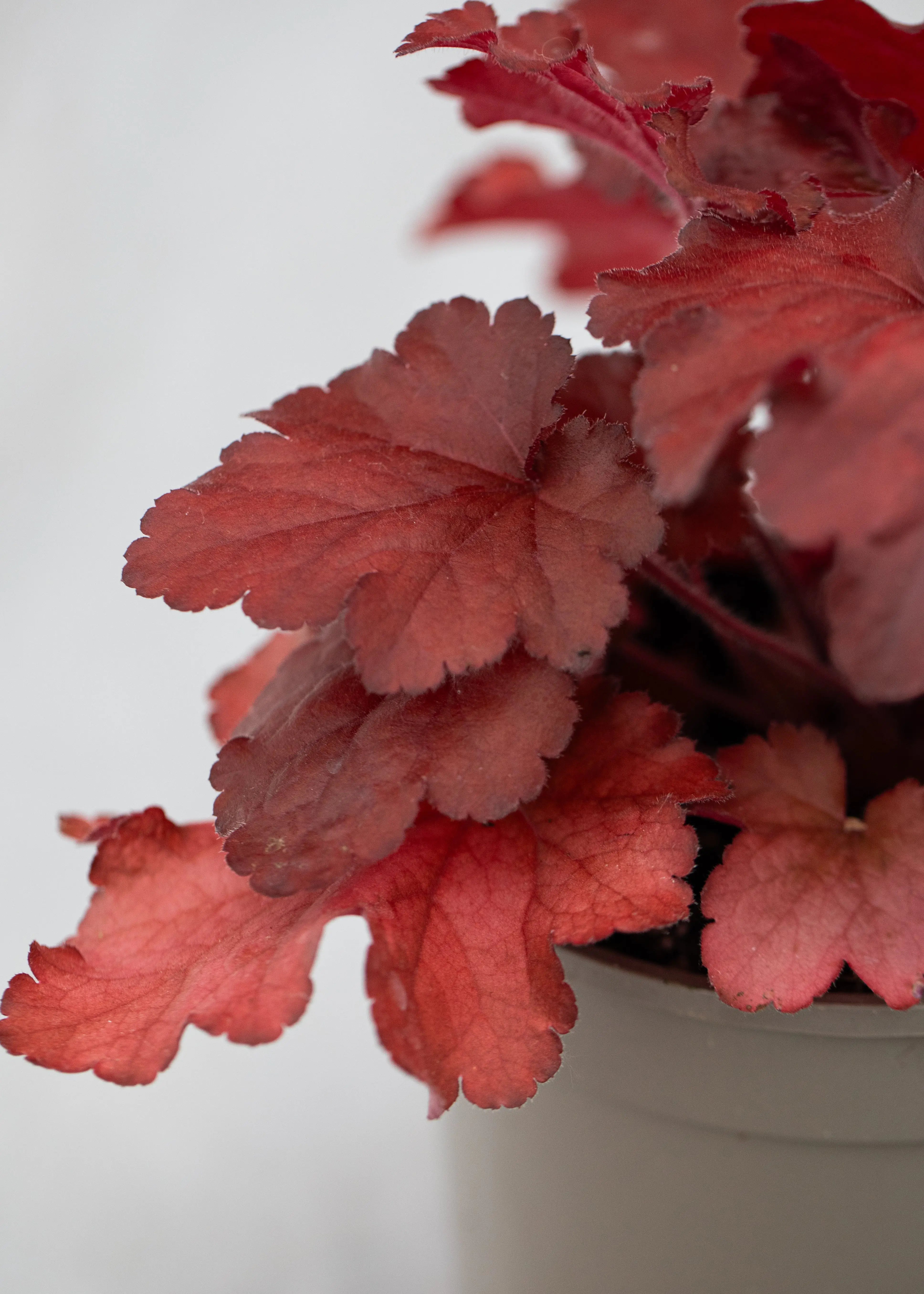 Heuchera 'Forever Red'