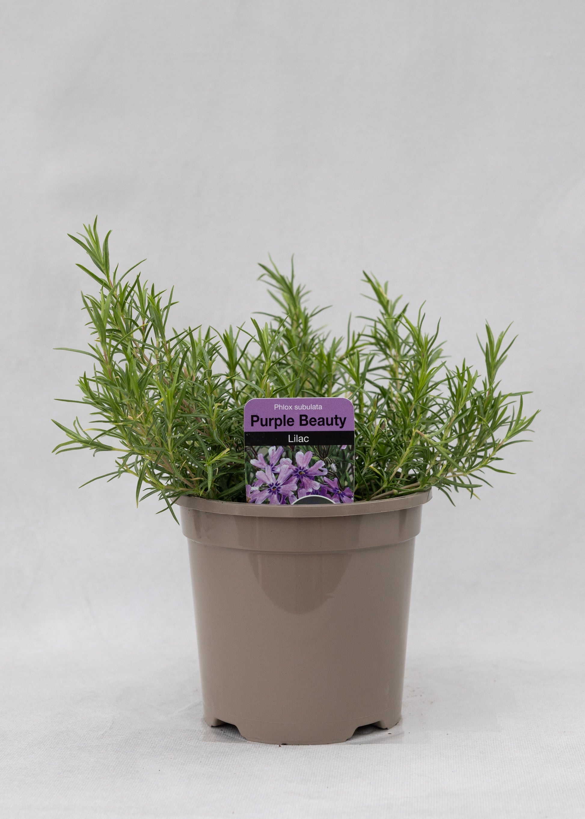 Phlox subulata 'Purple Beauty'