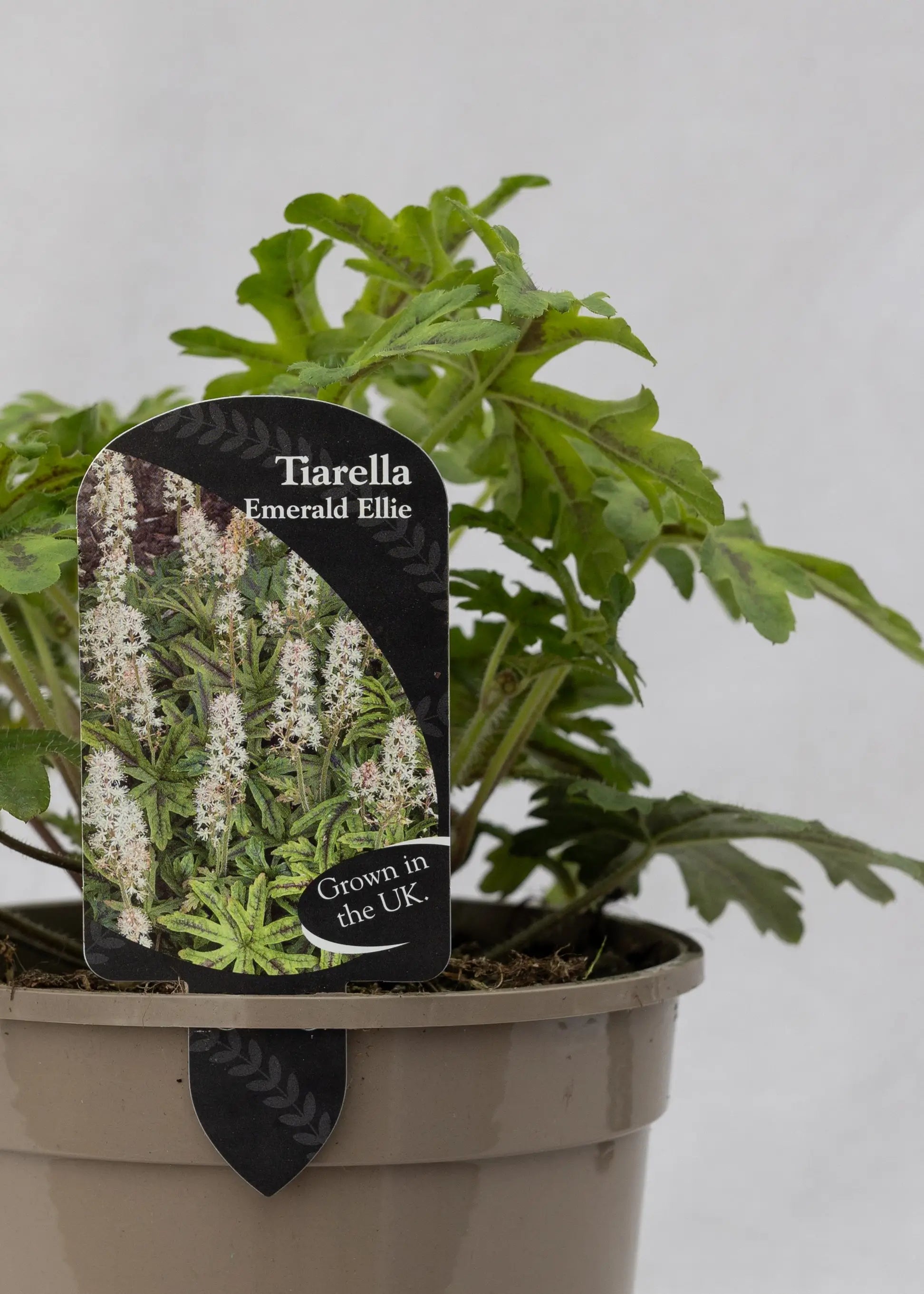 Tiarella 'Emerald Ellie'