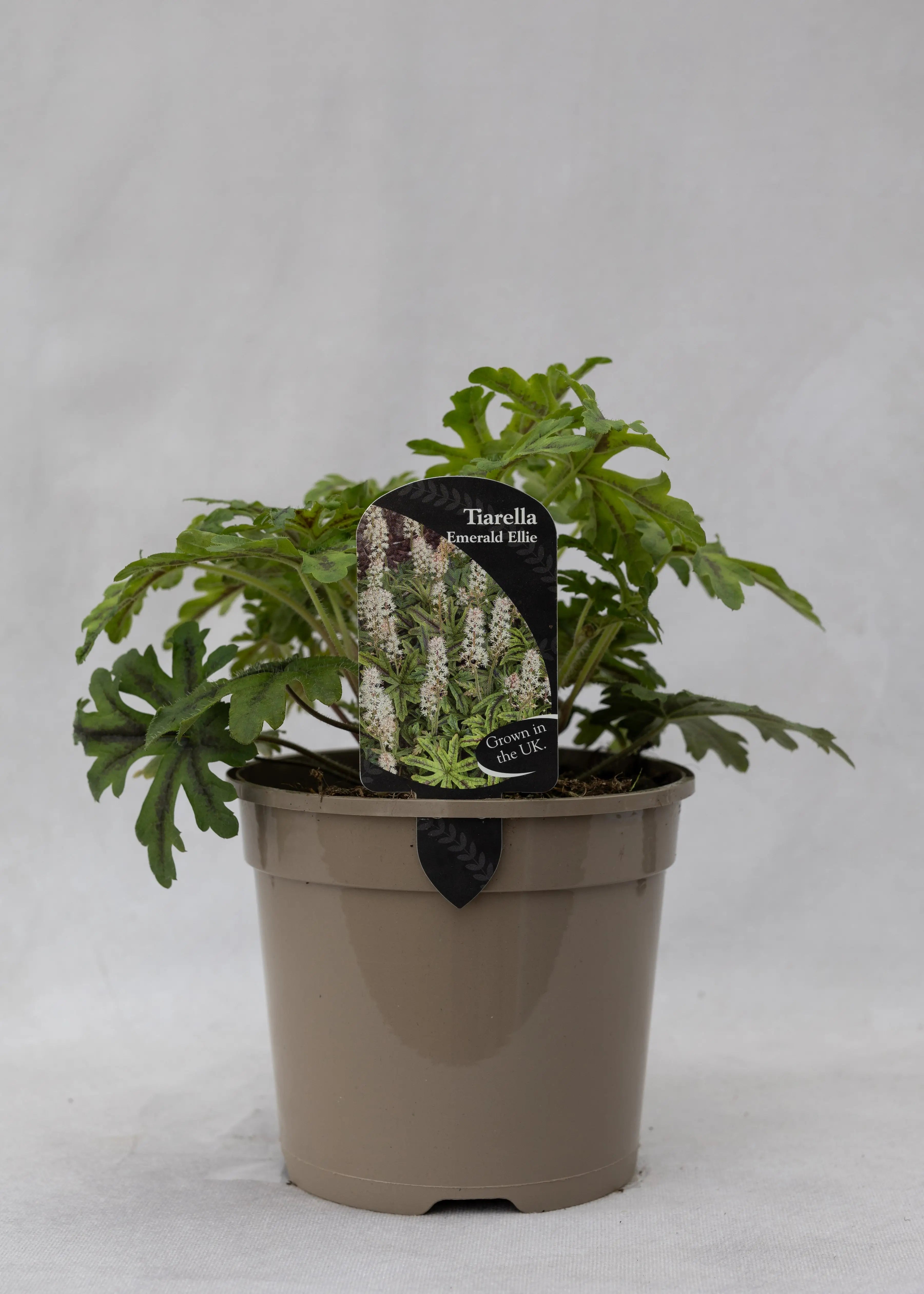 Tiarella 'Emerald Ellie'