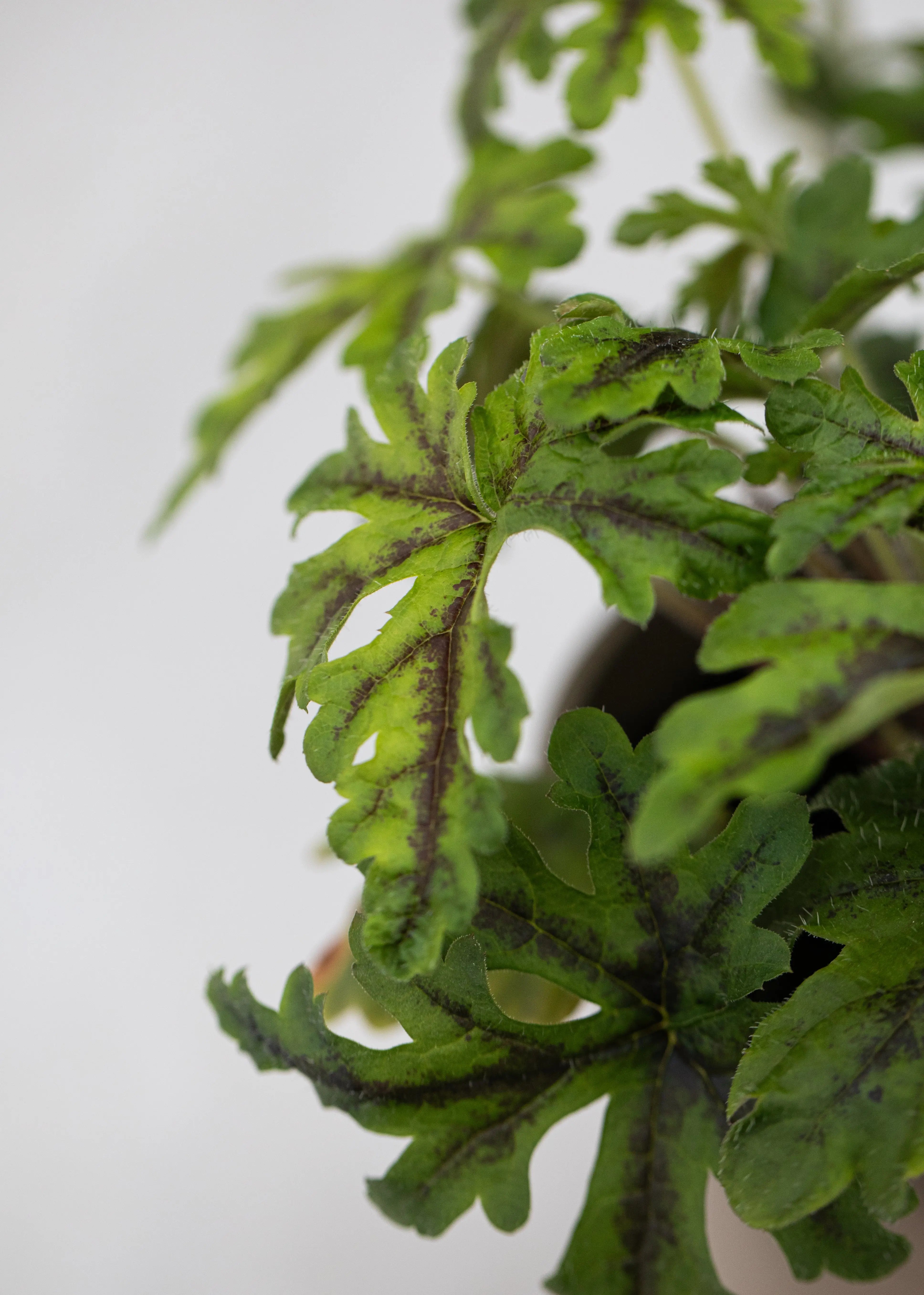 Tiarella 'Emerald Ellie'