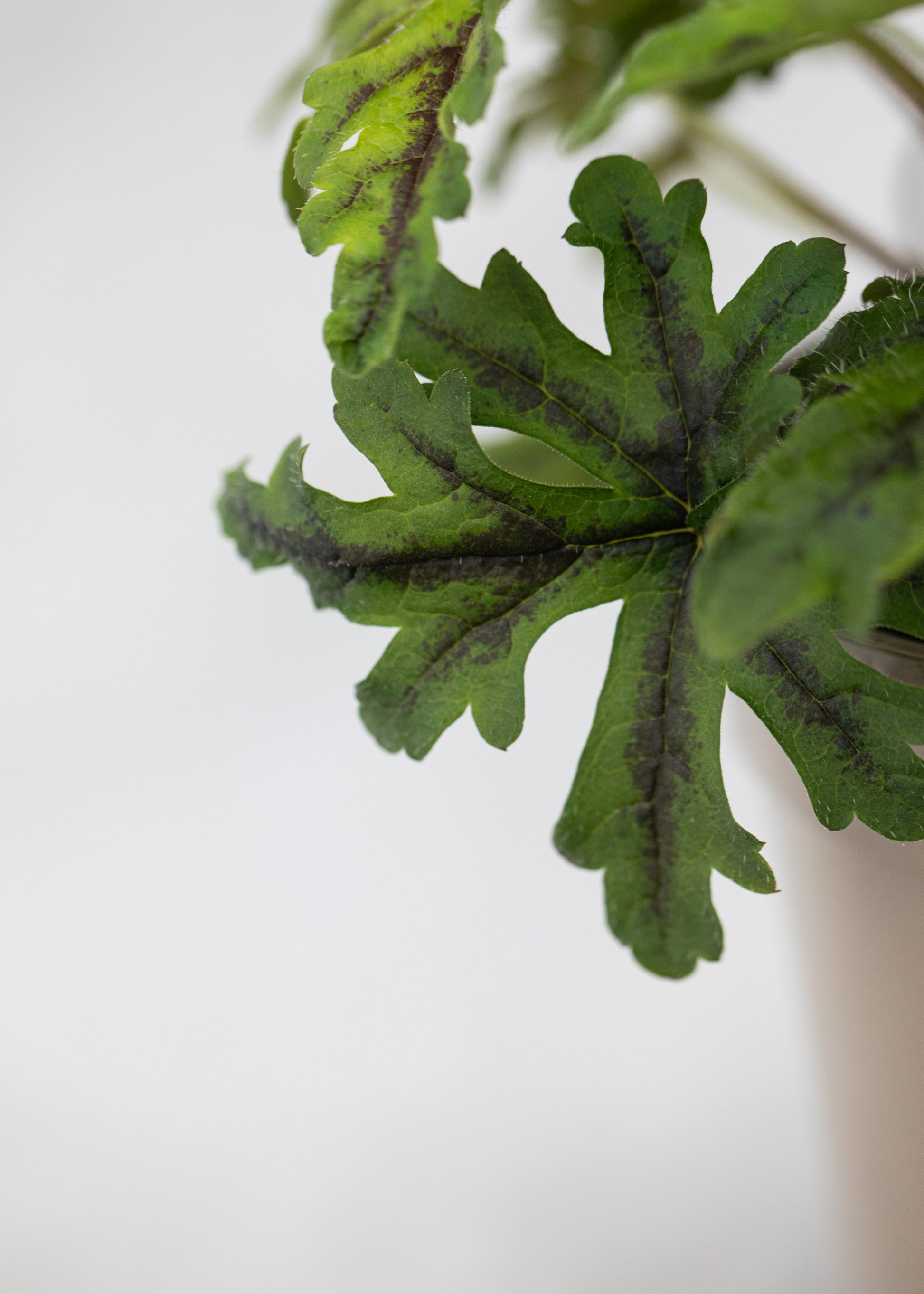 Tiarella 'Emerald Ellie'