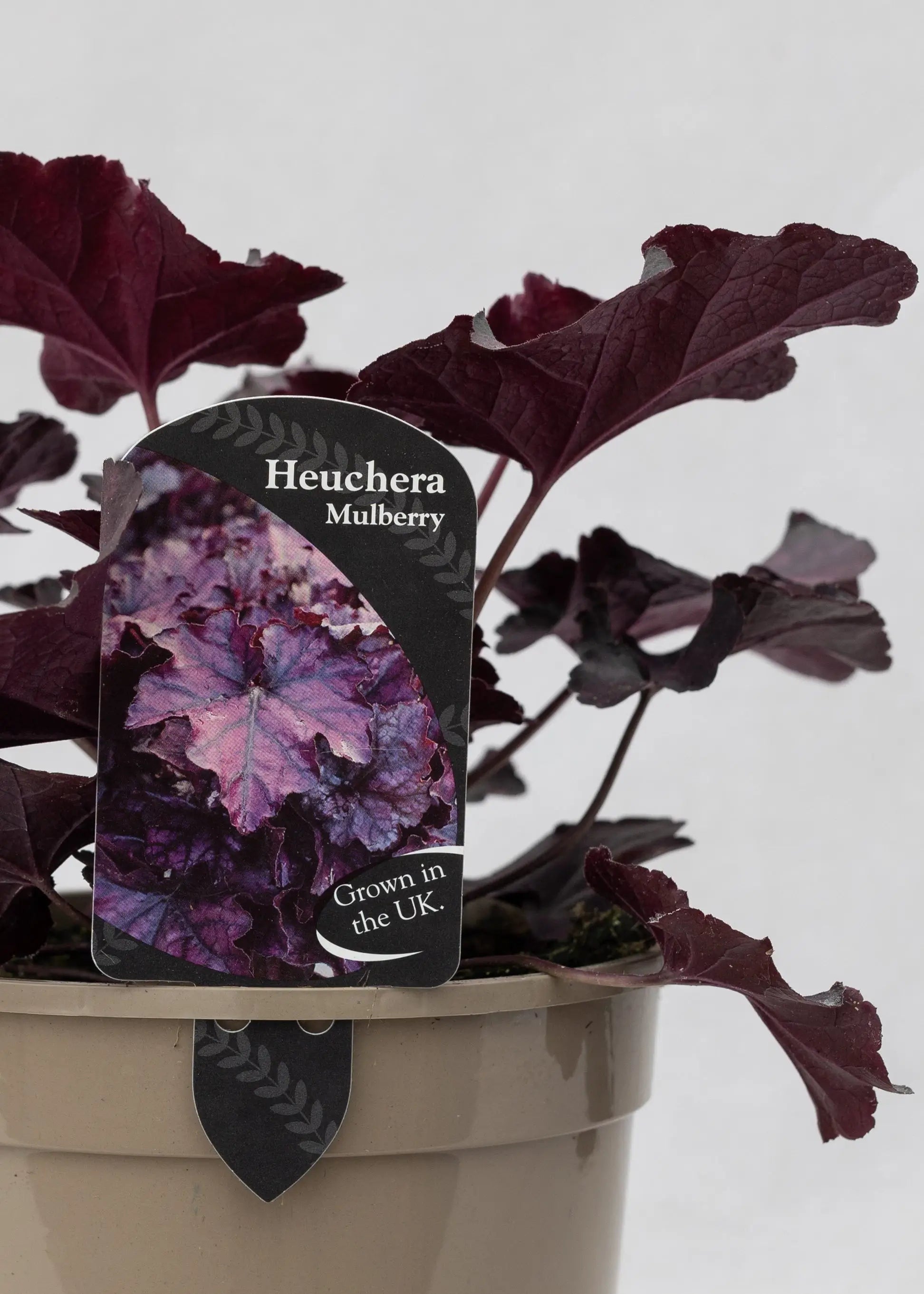 Heuchera 'Mulberry'