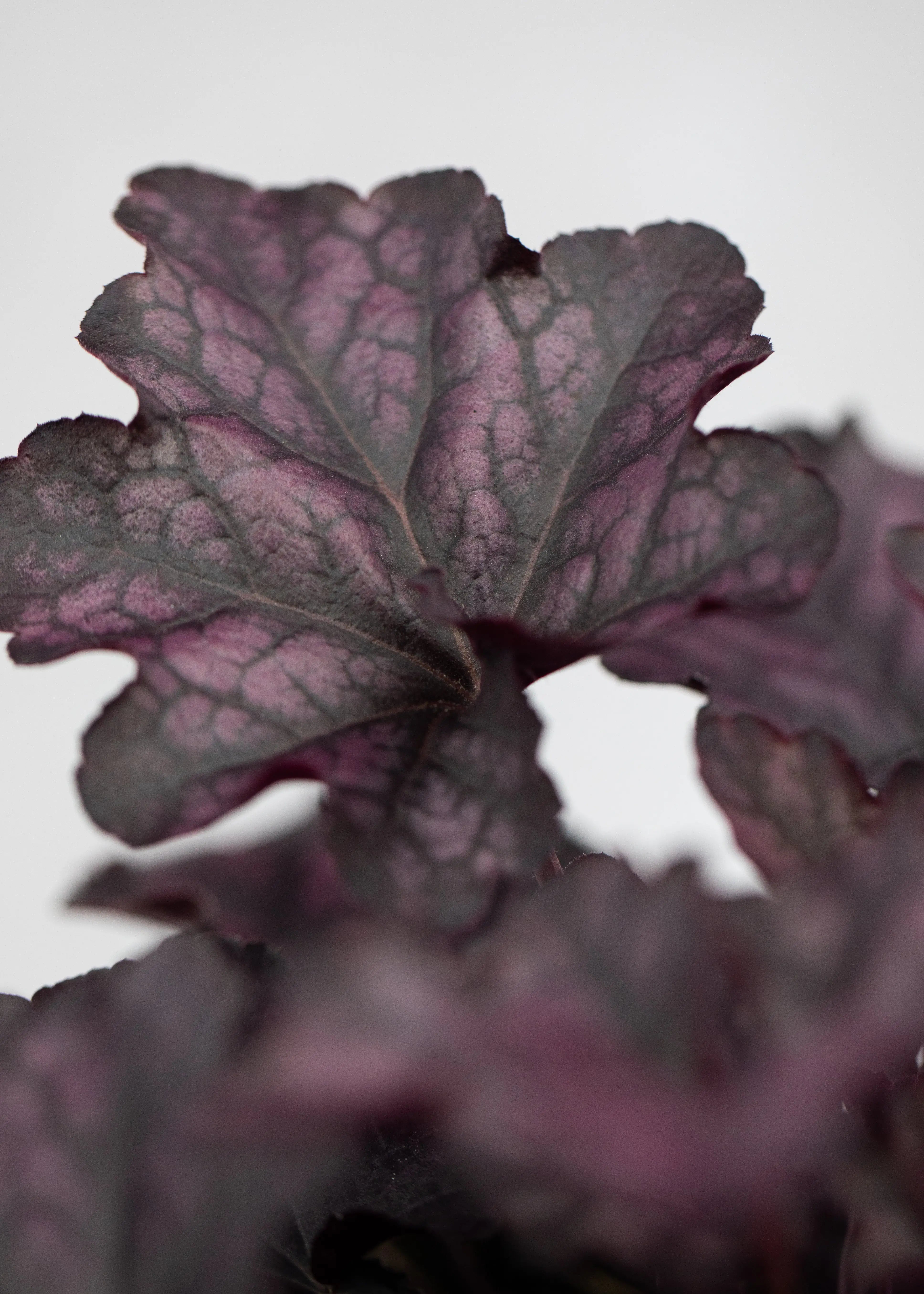 Heuchera 'Mulberry'