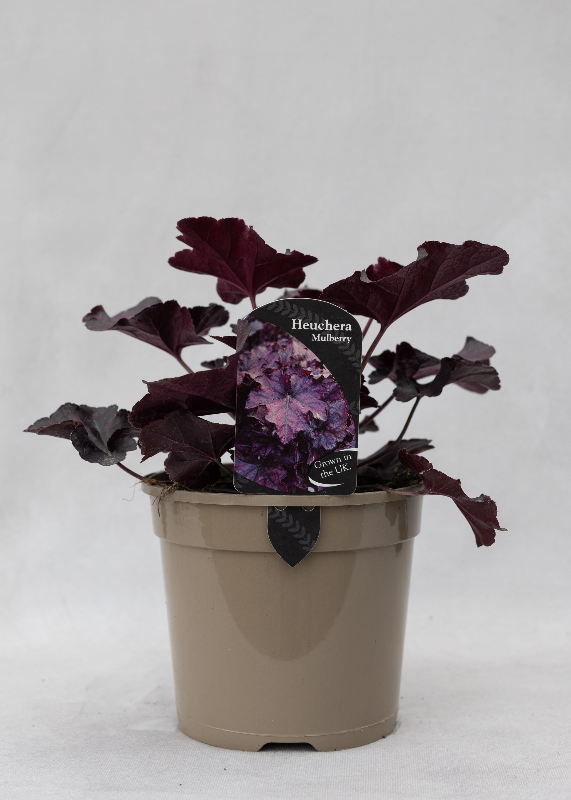 Heuchera 'Mulberry'