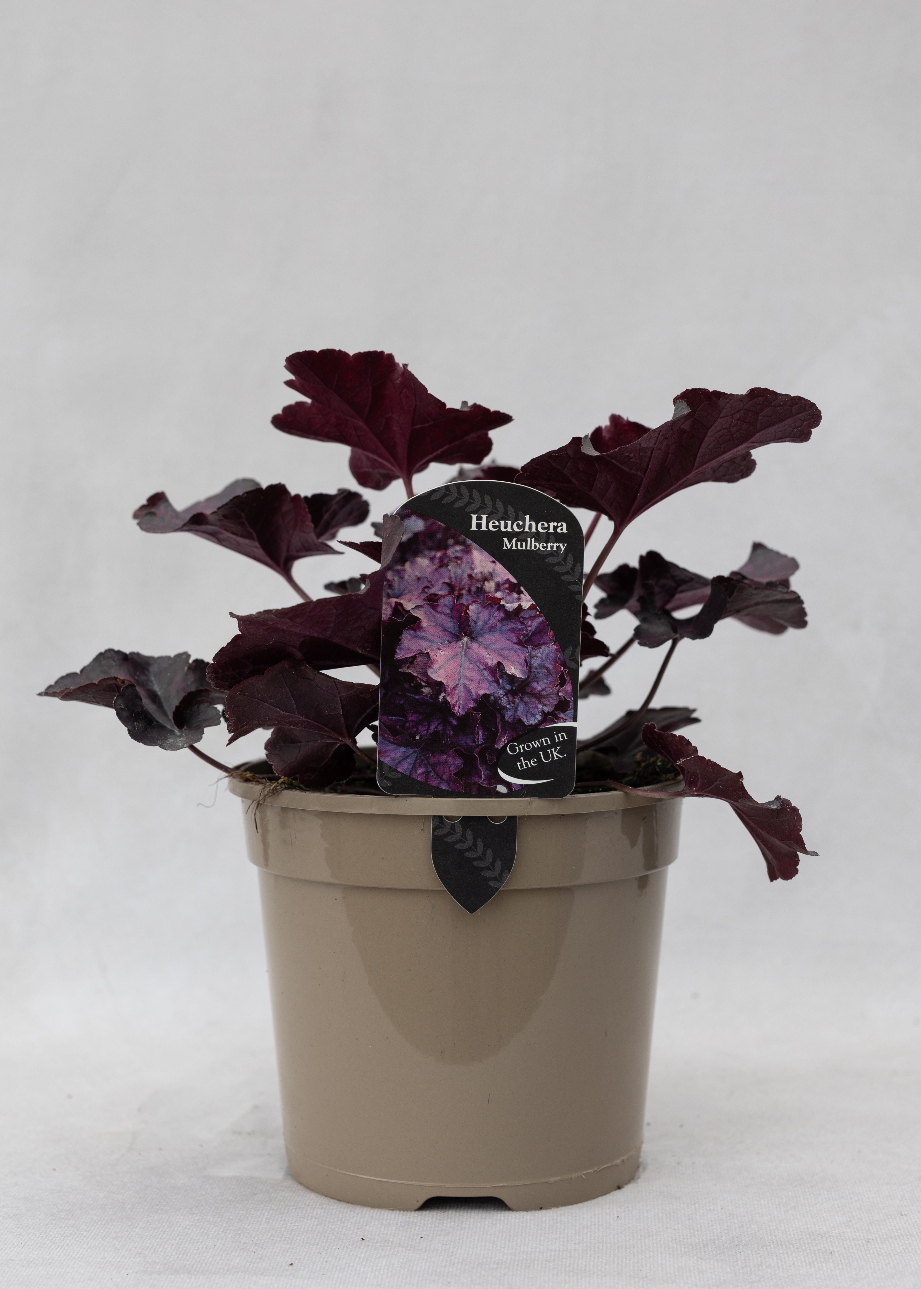 Heuchera 'Mulberry'