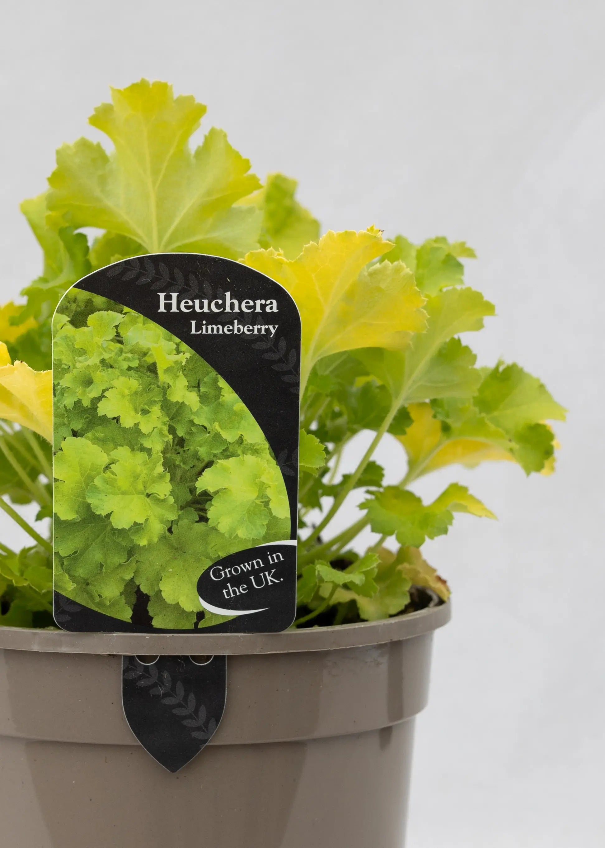 Heuchera 'Limeberry'