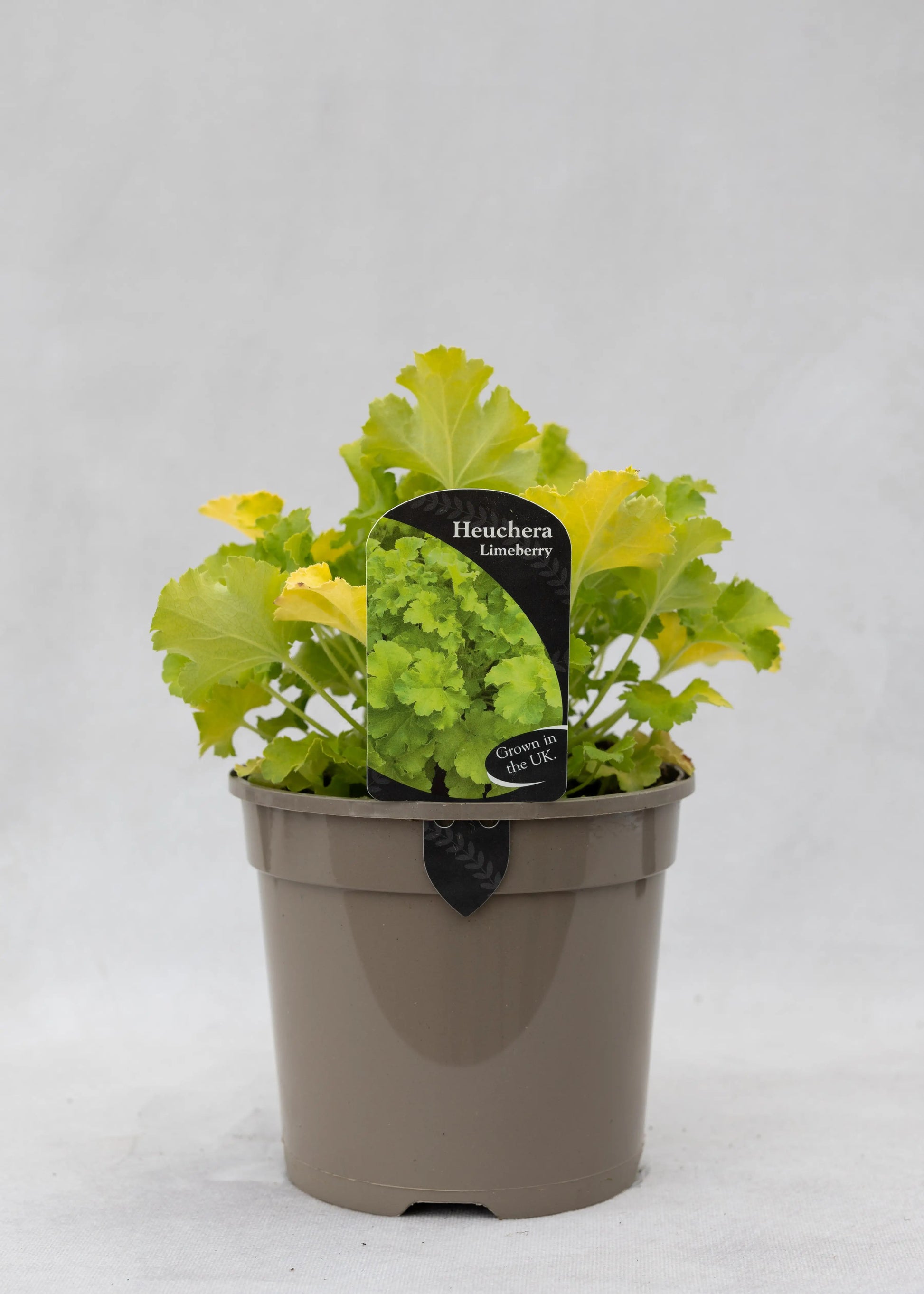 Heuchera 'Limeberry'