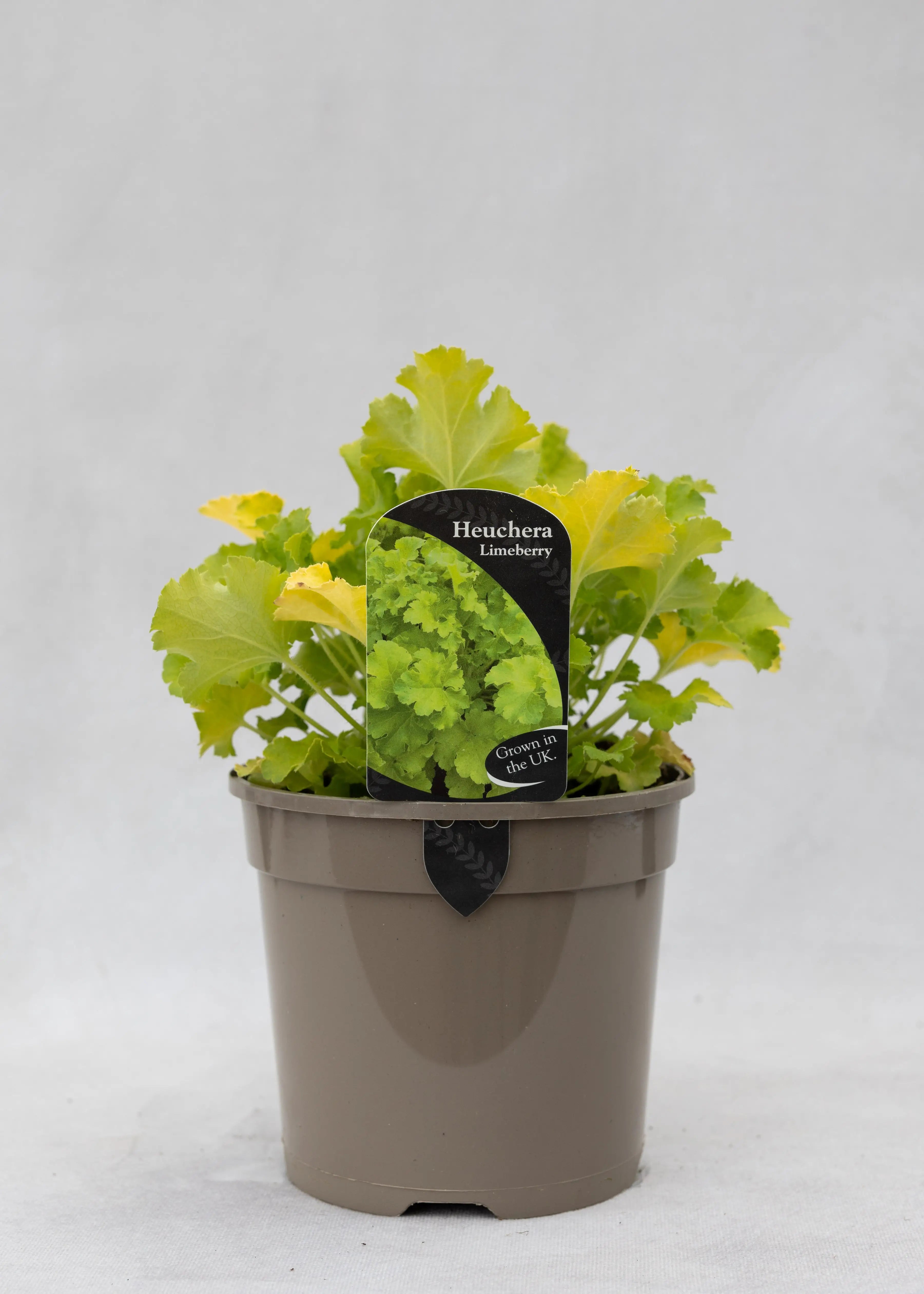 Heuchera 'Limeberry'