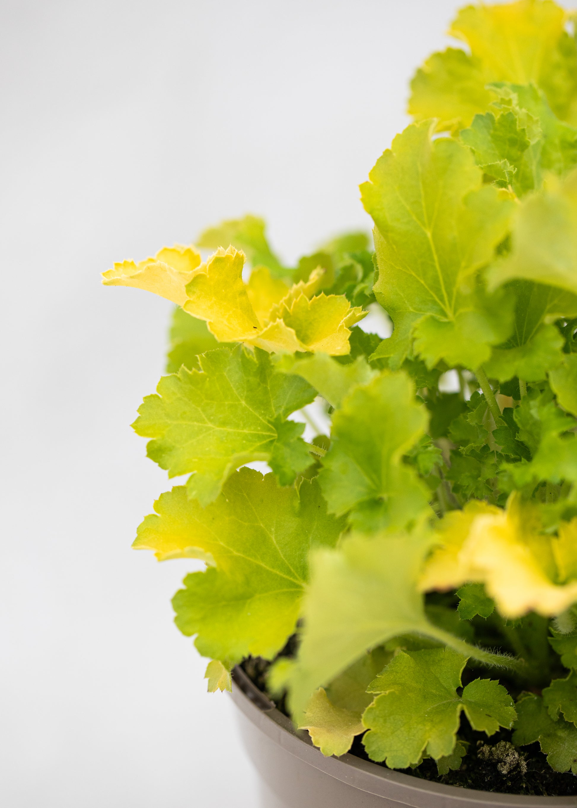 Heuchera 'Limeberry'