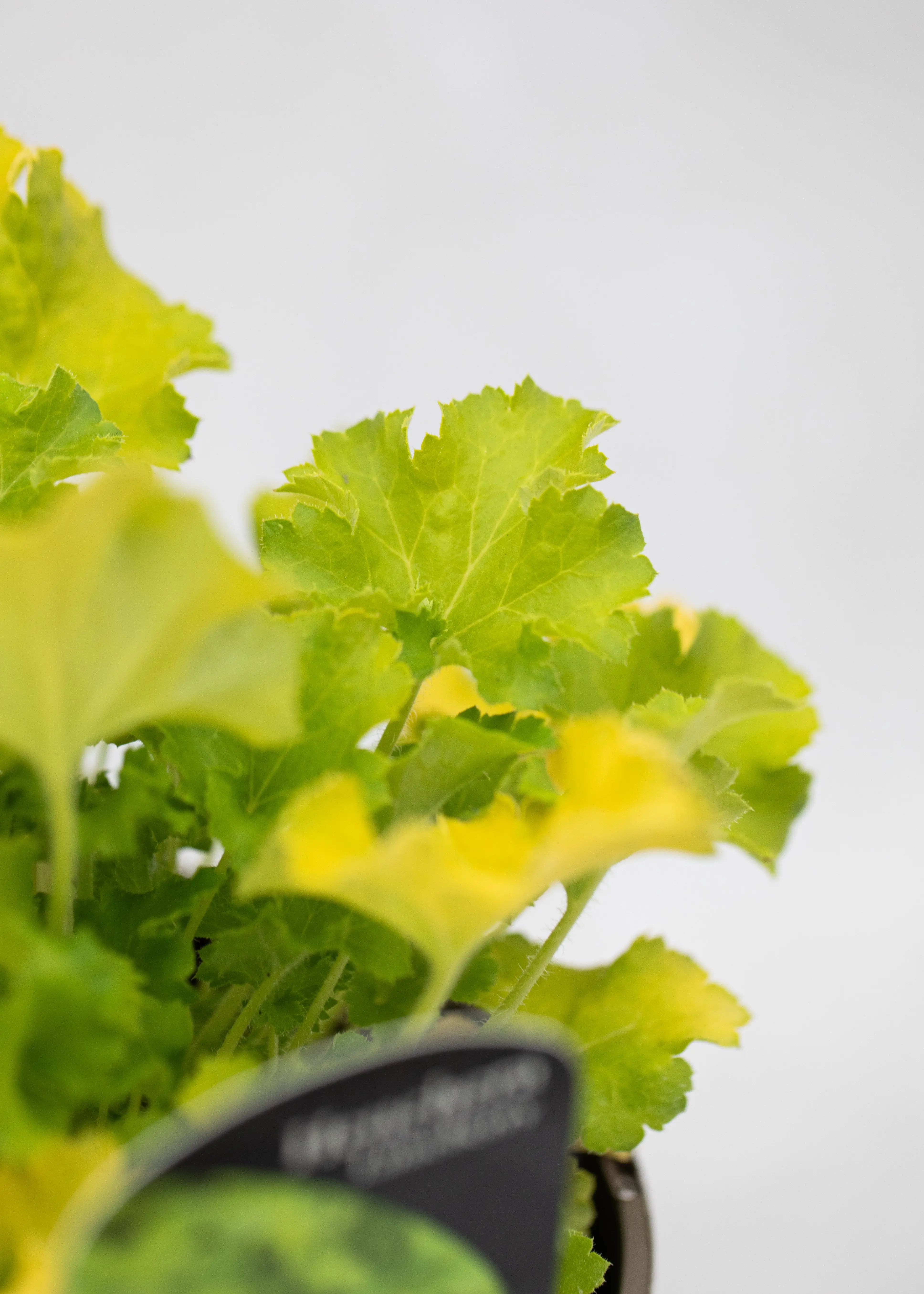 Heuchera 'Limeberry'