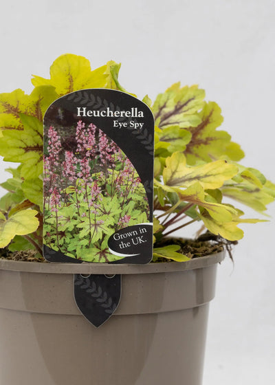 Heucherella 'Eye Spy'