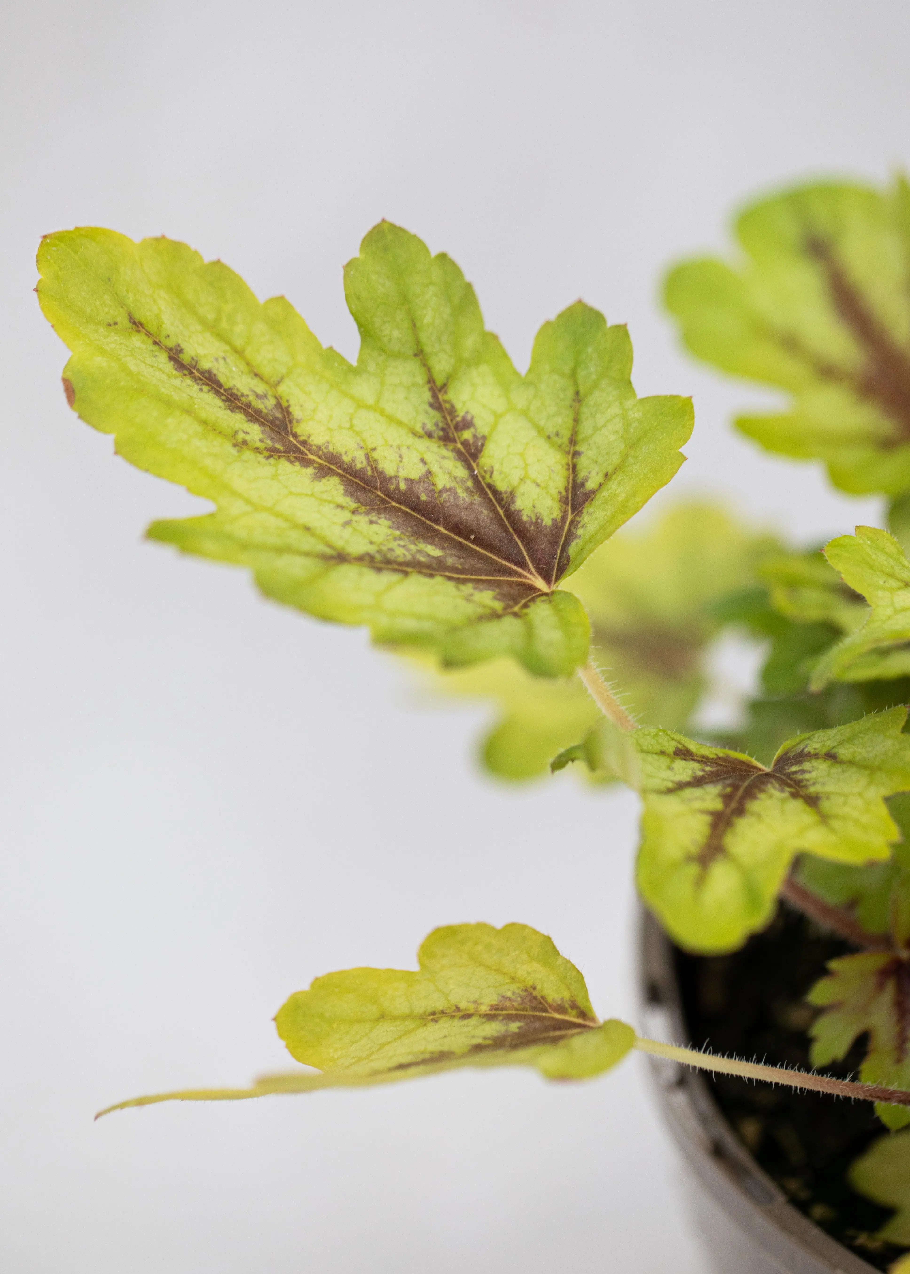 Heucherella 'Eye Spy'