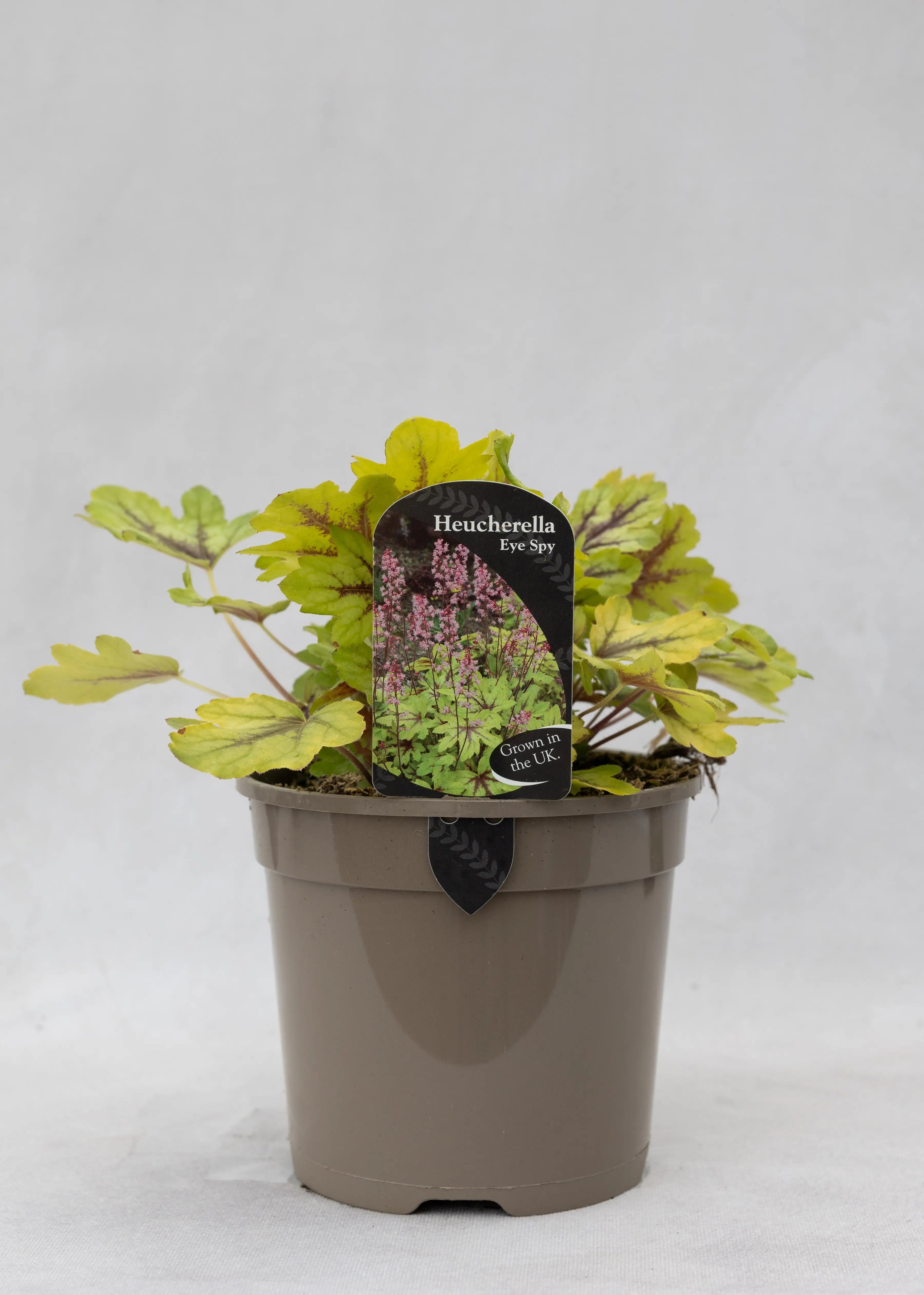Heucherella 'Eye Spy'