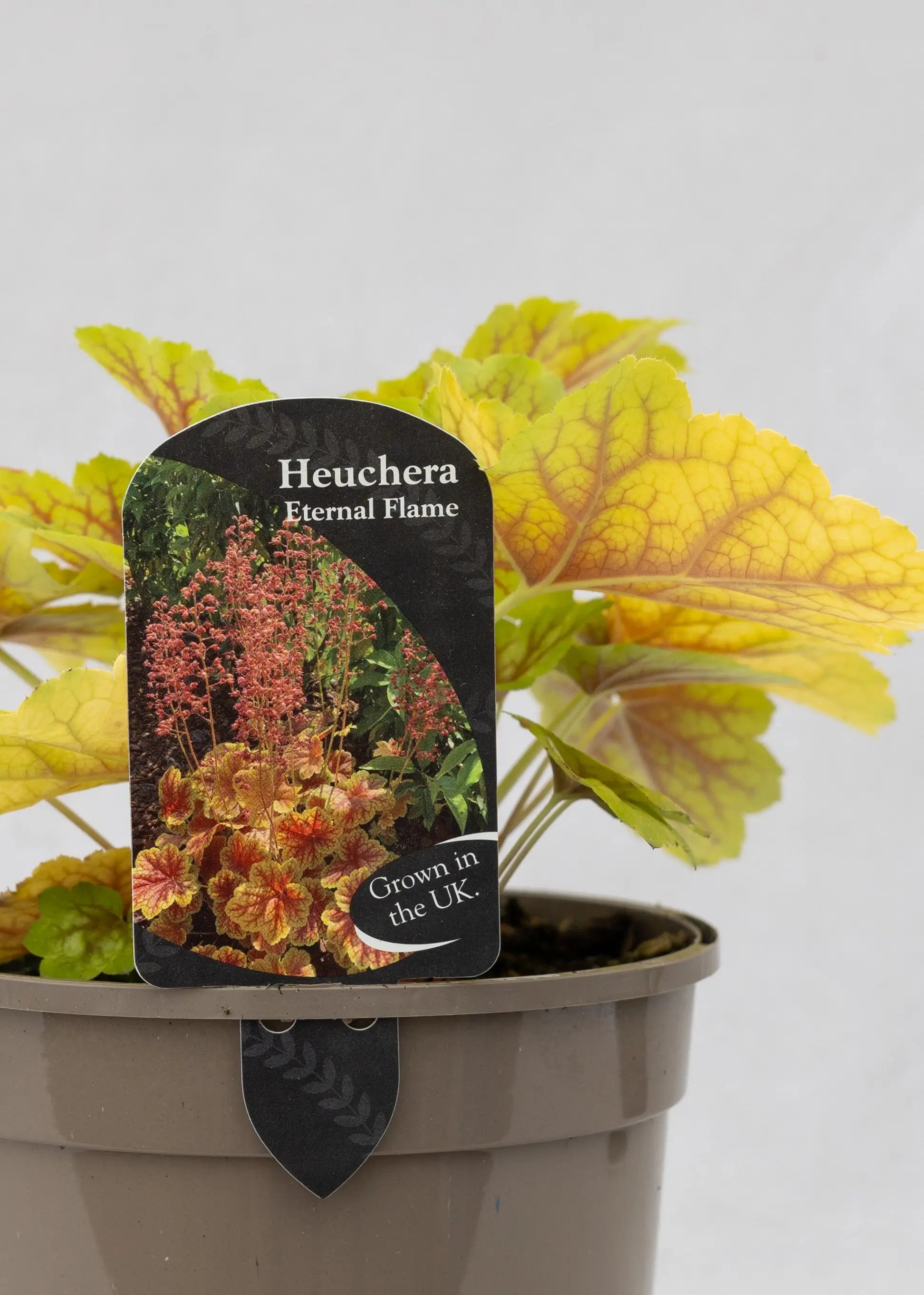 Heuchera 'Eternal Flame'