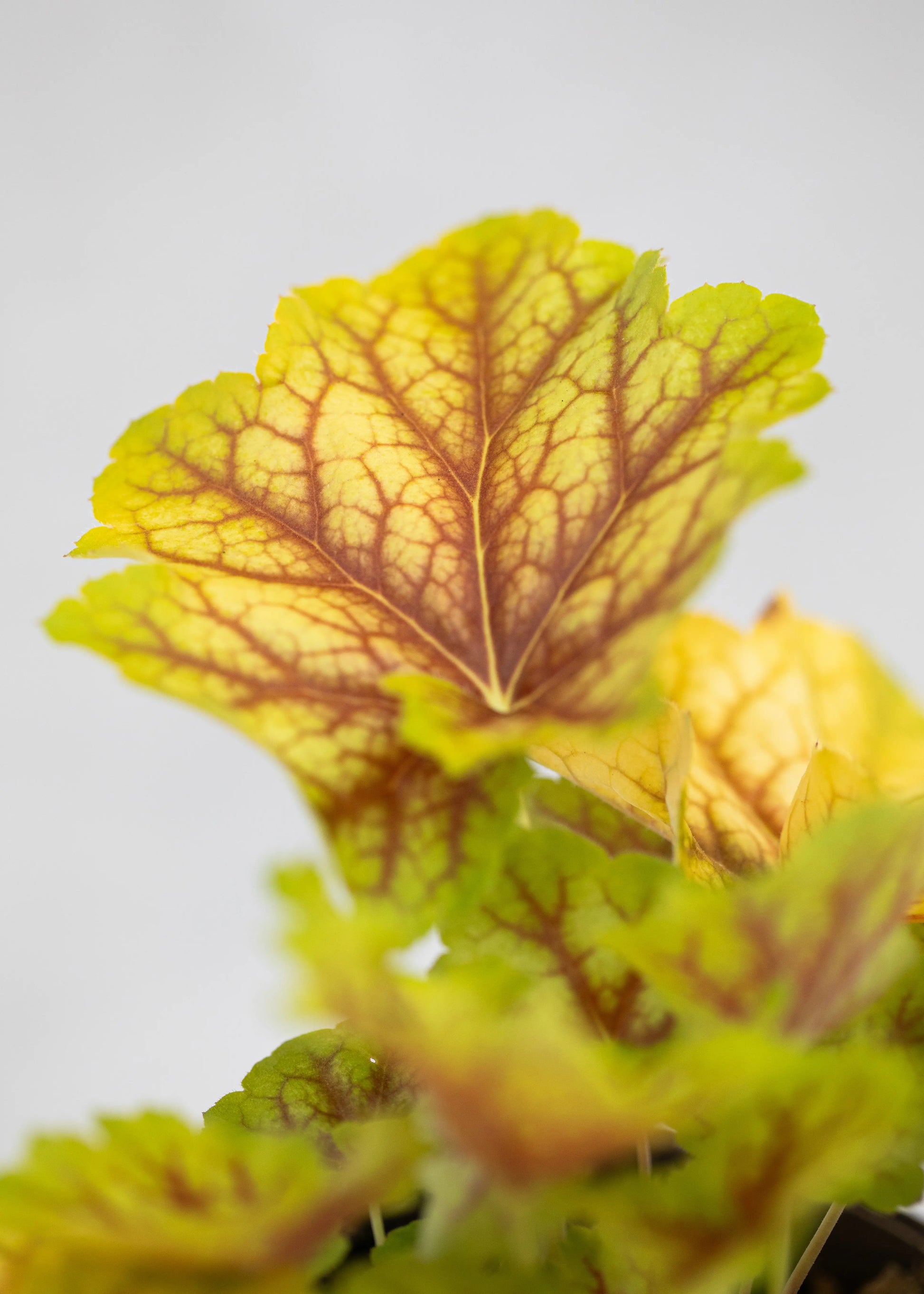 Heuchera 'Eternal Flame'