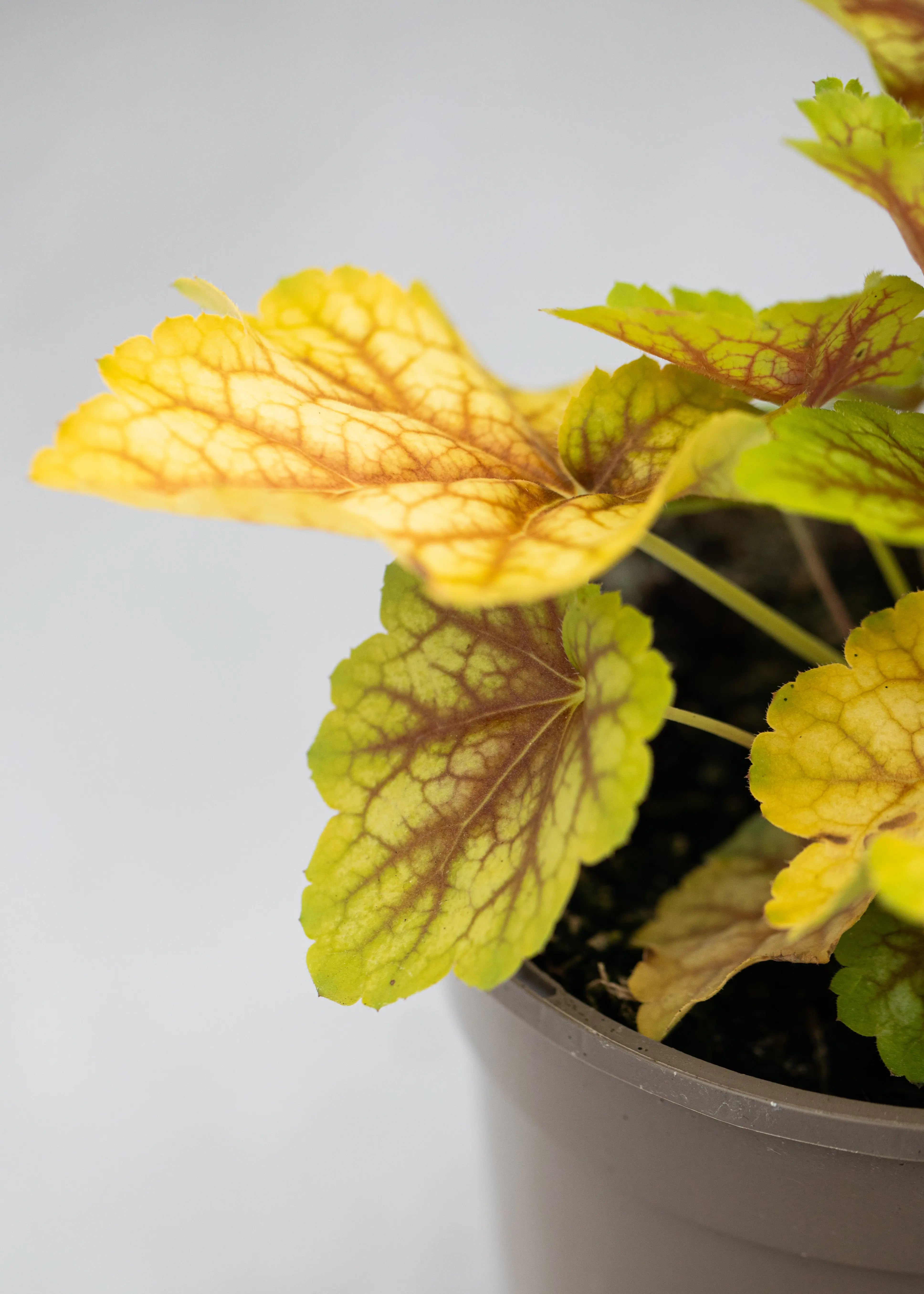 Heuchera 'Eternal Flame'