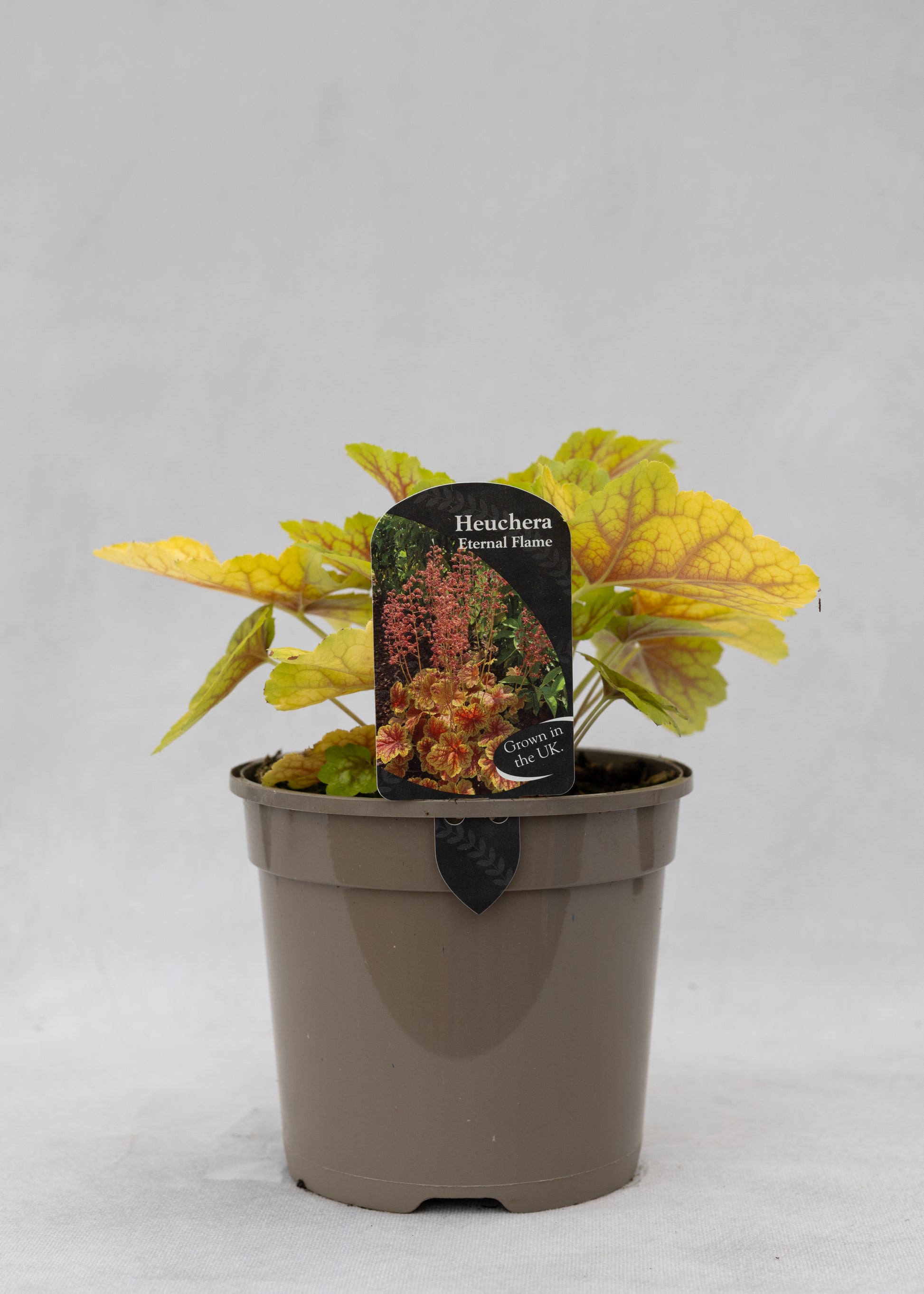 Heuchera 'Eternal Flame'