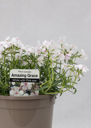 Phlox subulata 'Amazing Grace White Eye'