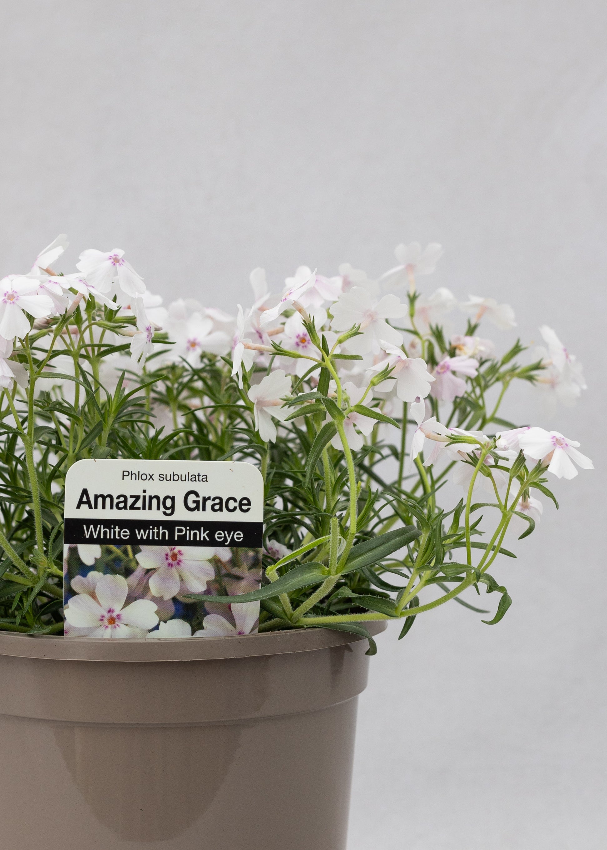 Phlox subulata 'Amazing Grace White Eye'