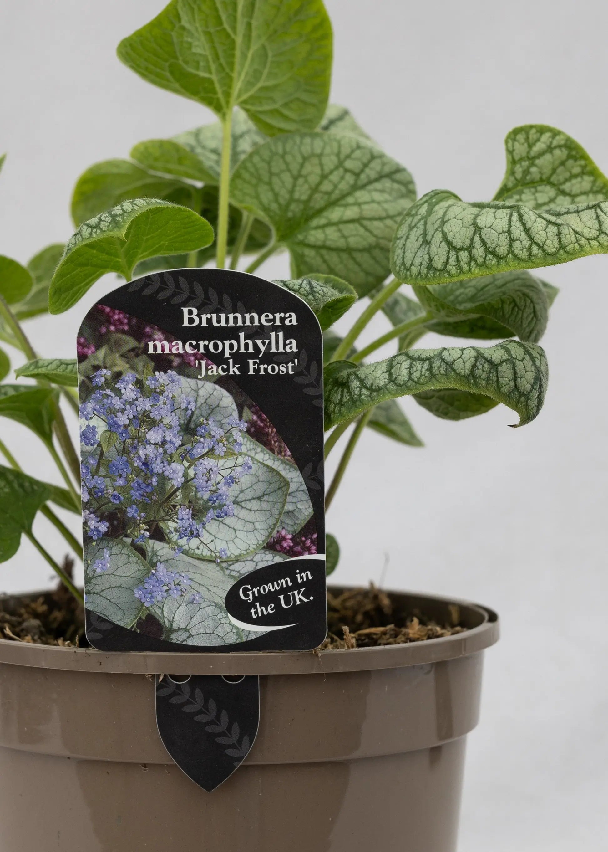 Brunnera 'Jack Frost'