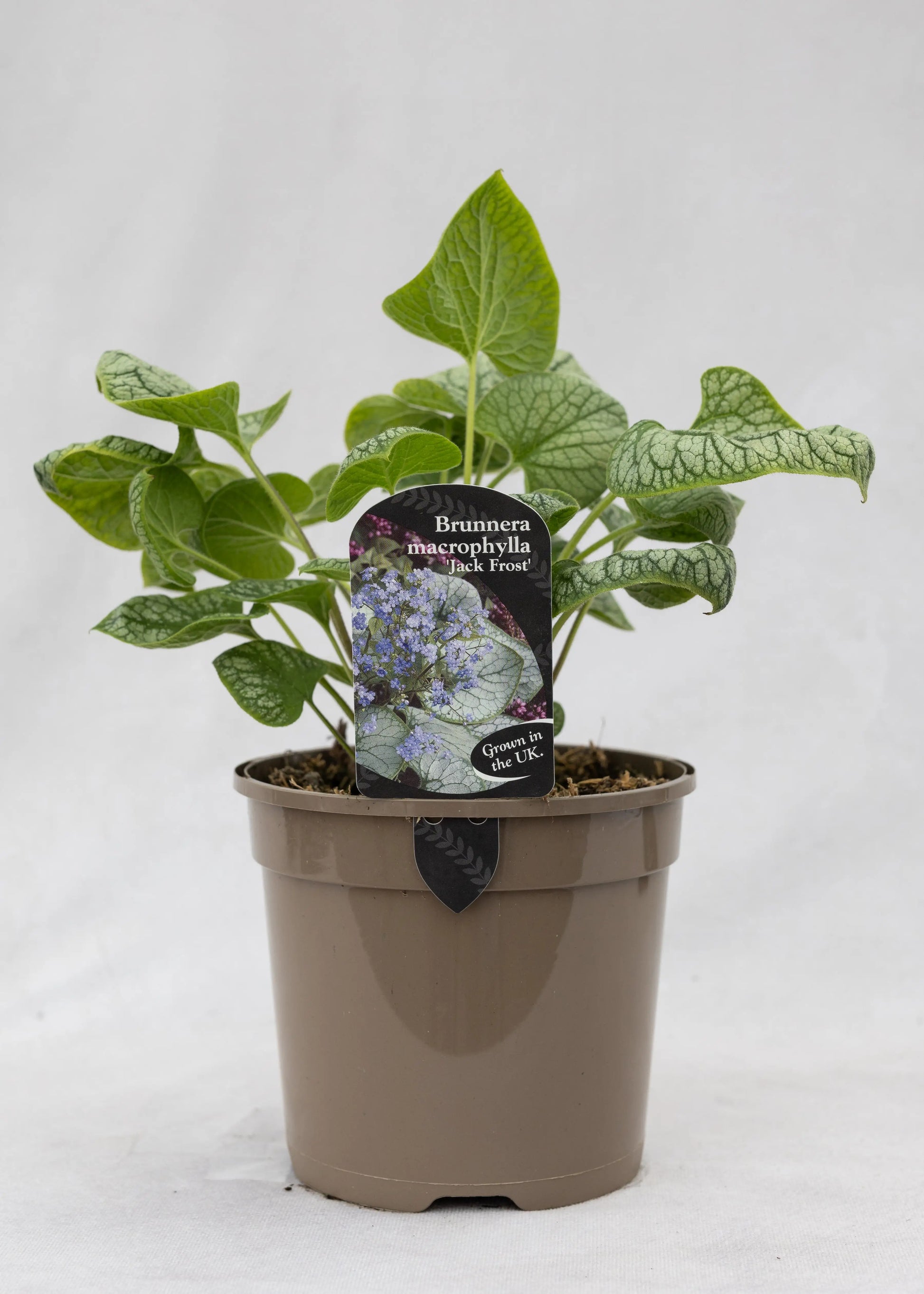 Brunnera 'Jack Frost'