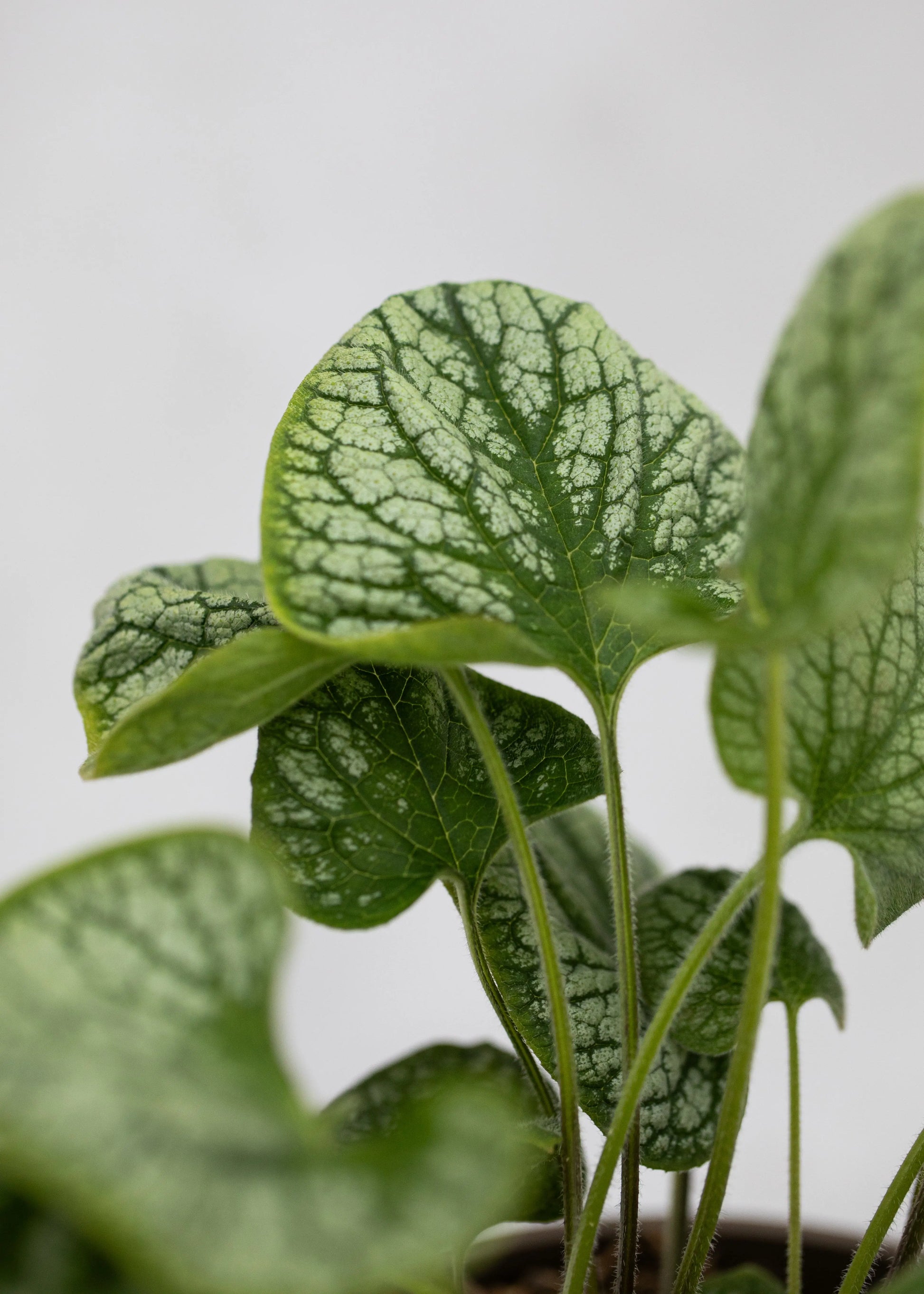 Brunnera 'Jack Frost'