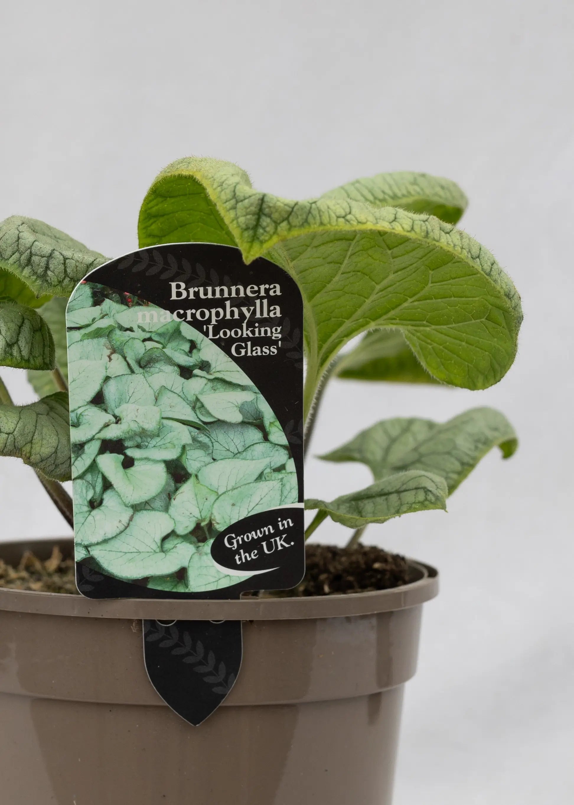 Brunnera 'Looking Glass'