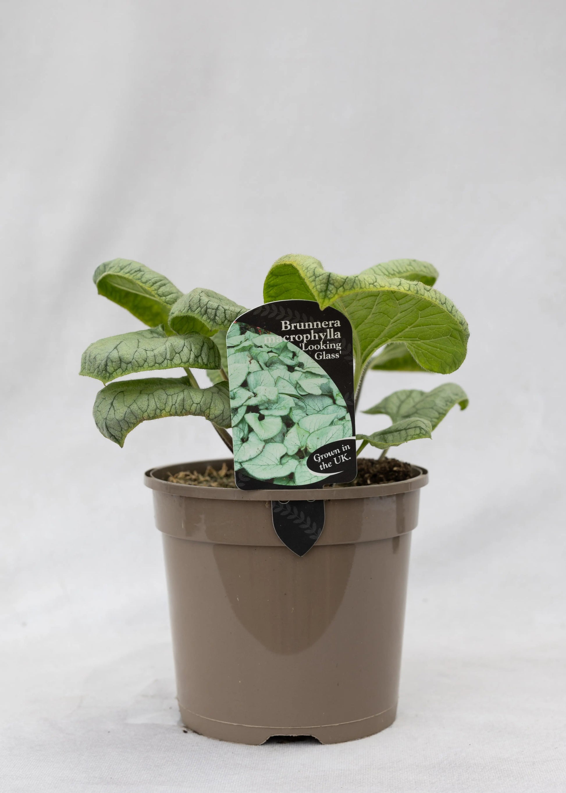 Brunnera 'Looking Glass'
