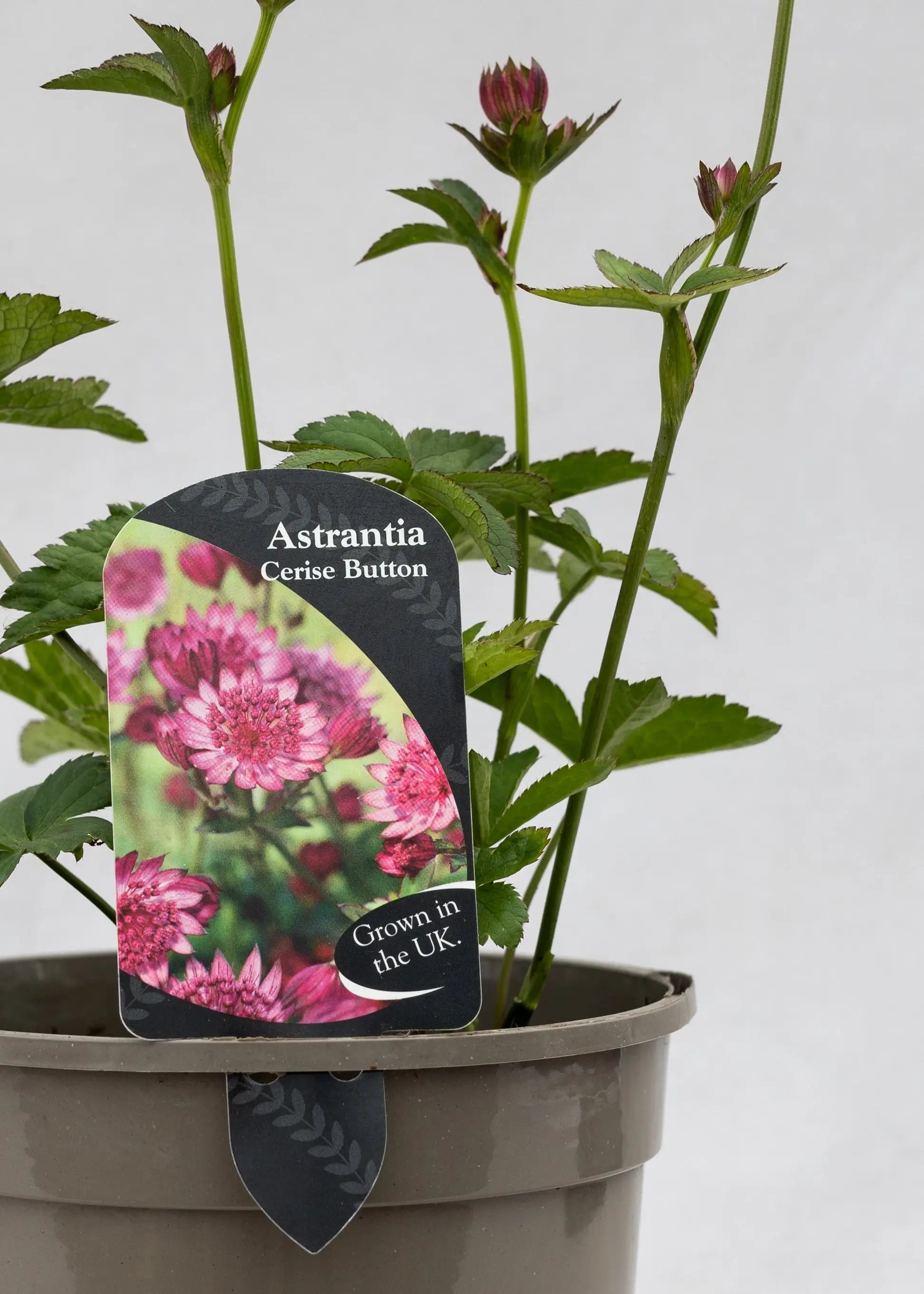 Astrantia 'Cerise Button'