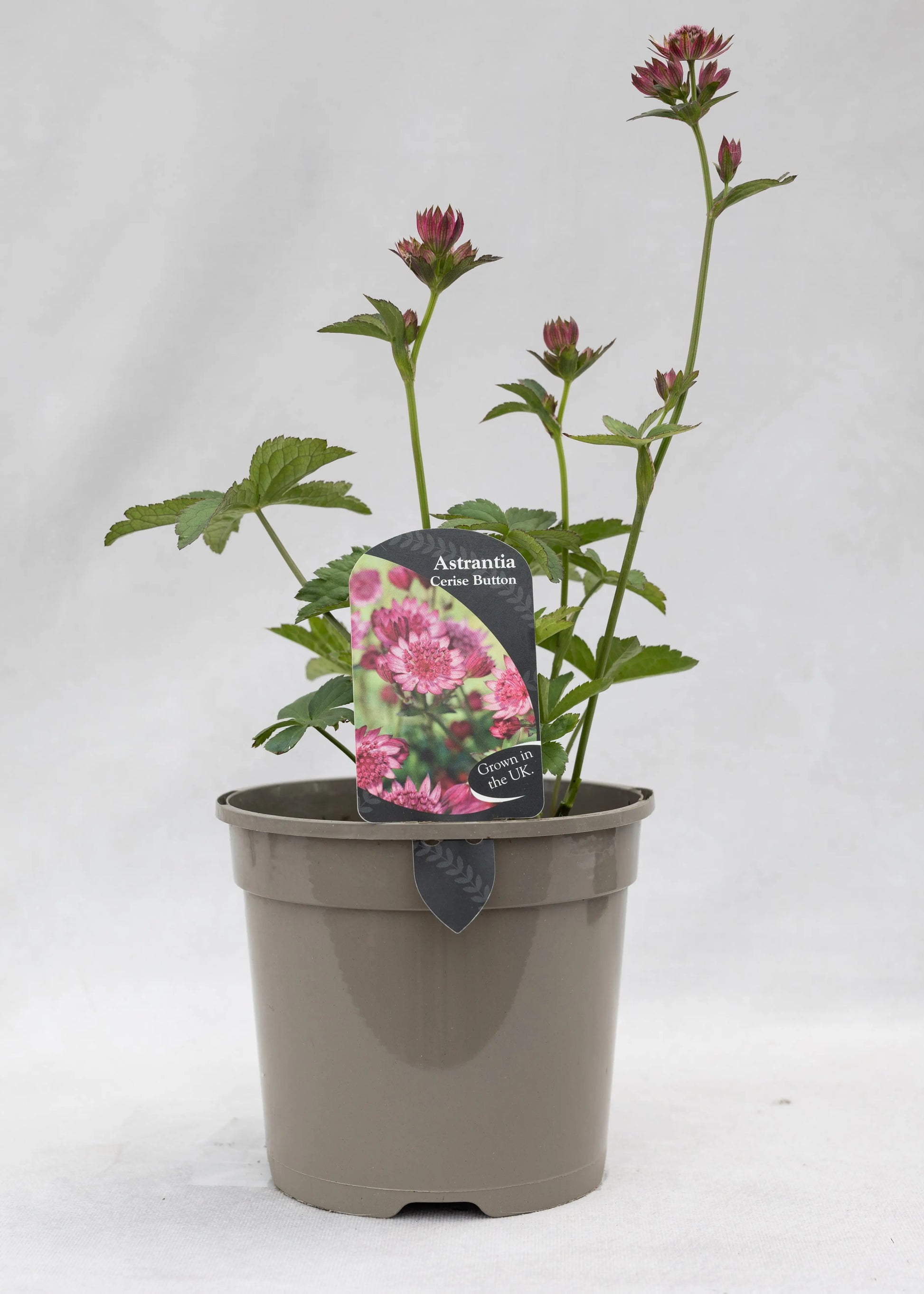 Astrantia 'Cerise Button'