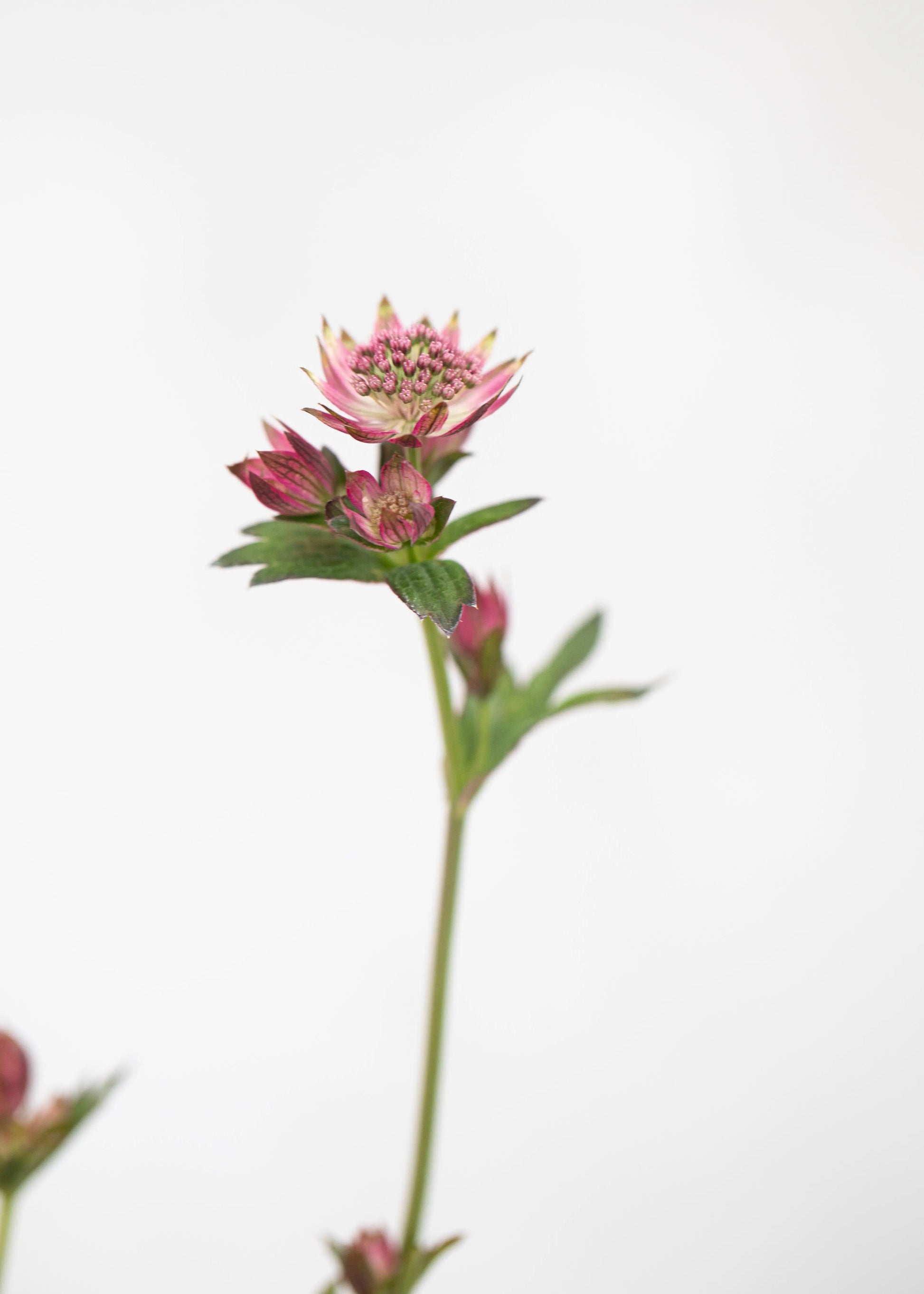 Astrantia 'Cerise Button'
