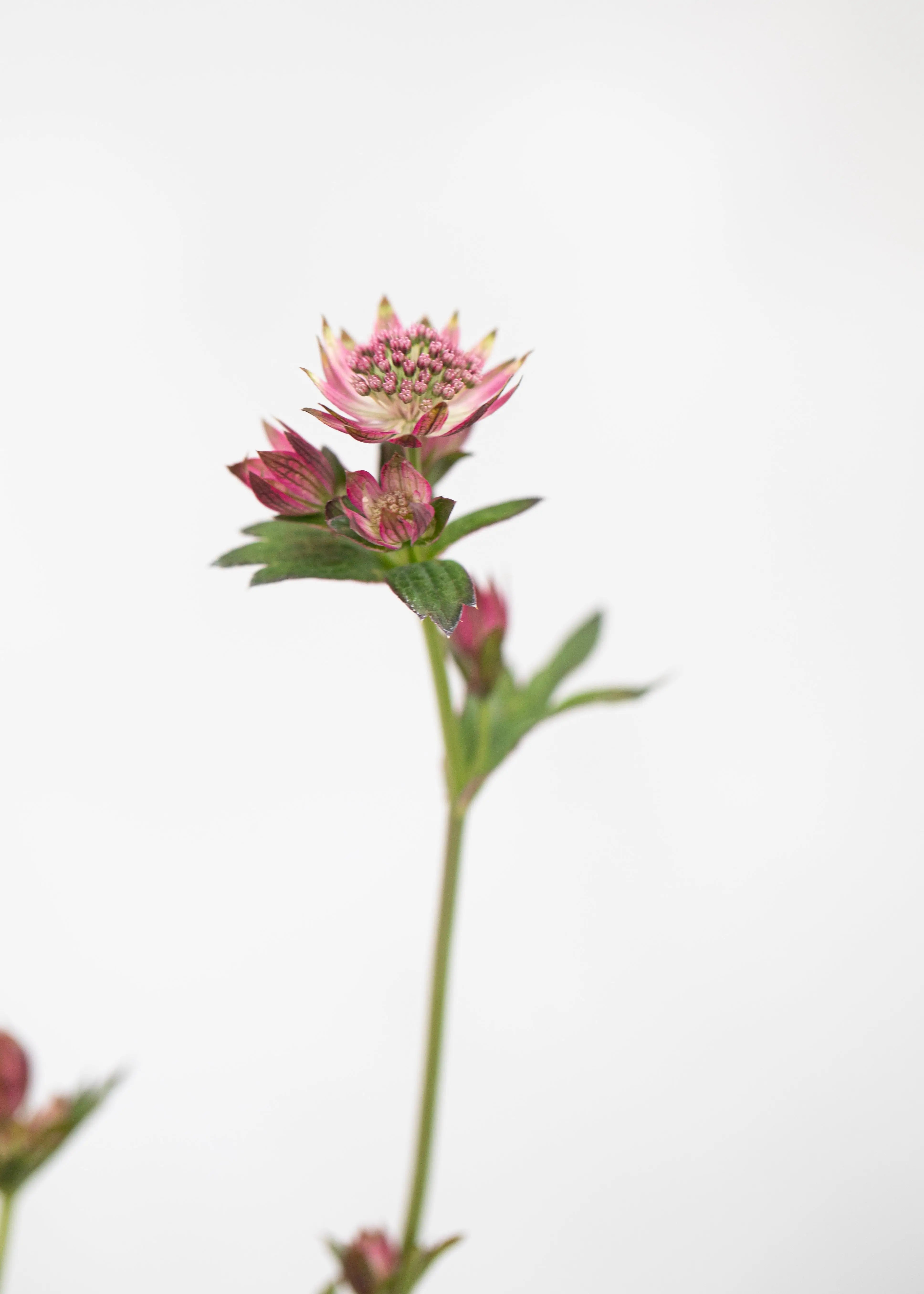 Astrantia 'Cerise Button'