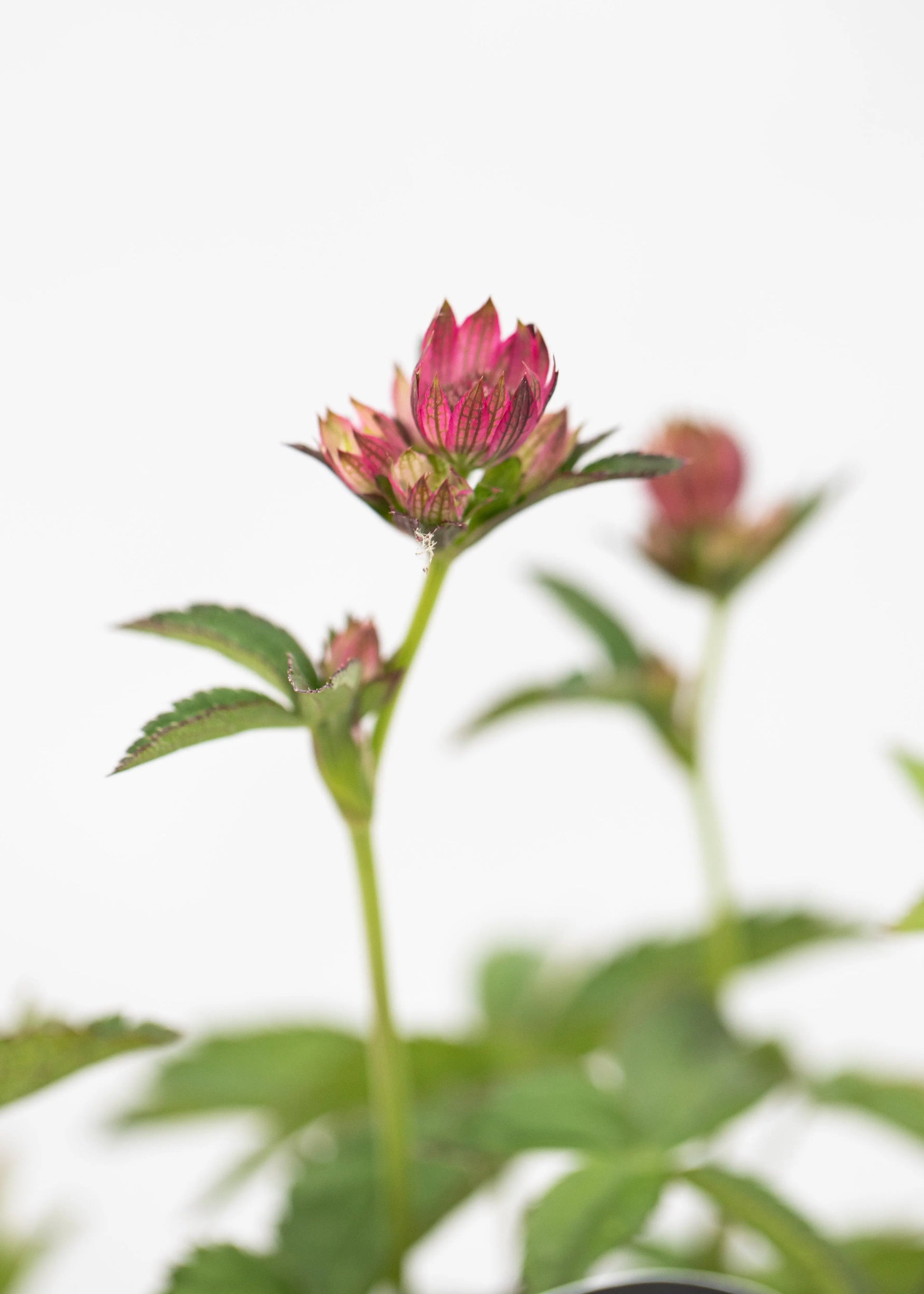 Astrantia 'Cerise Button'