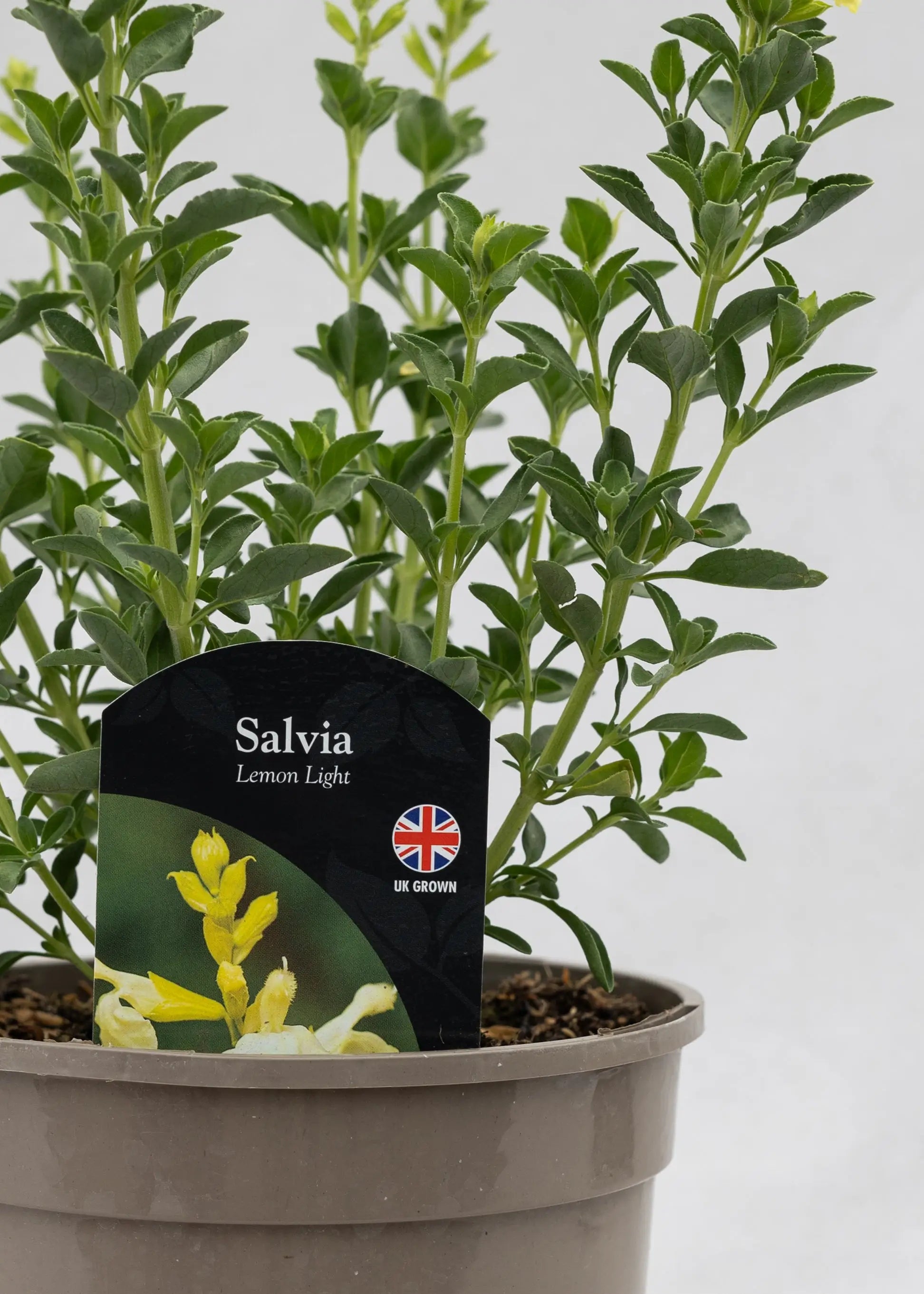 Salvia 'Lemon Light'