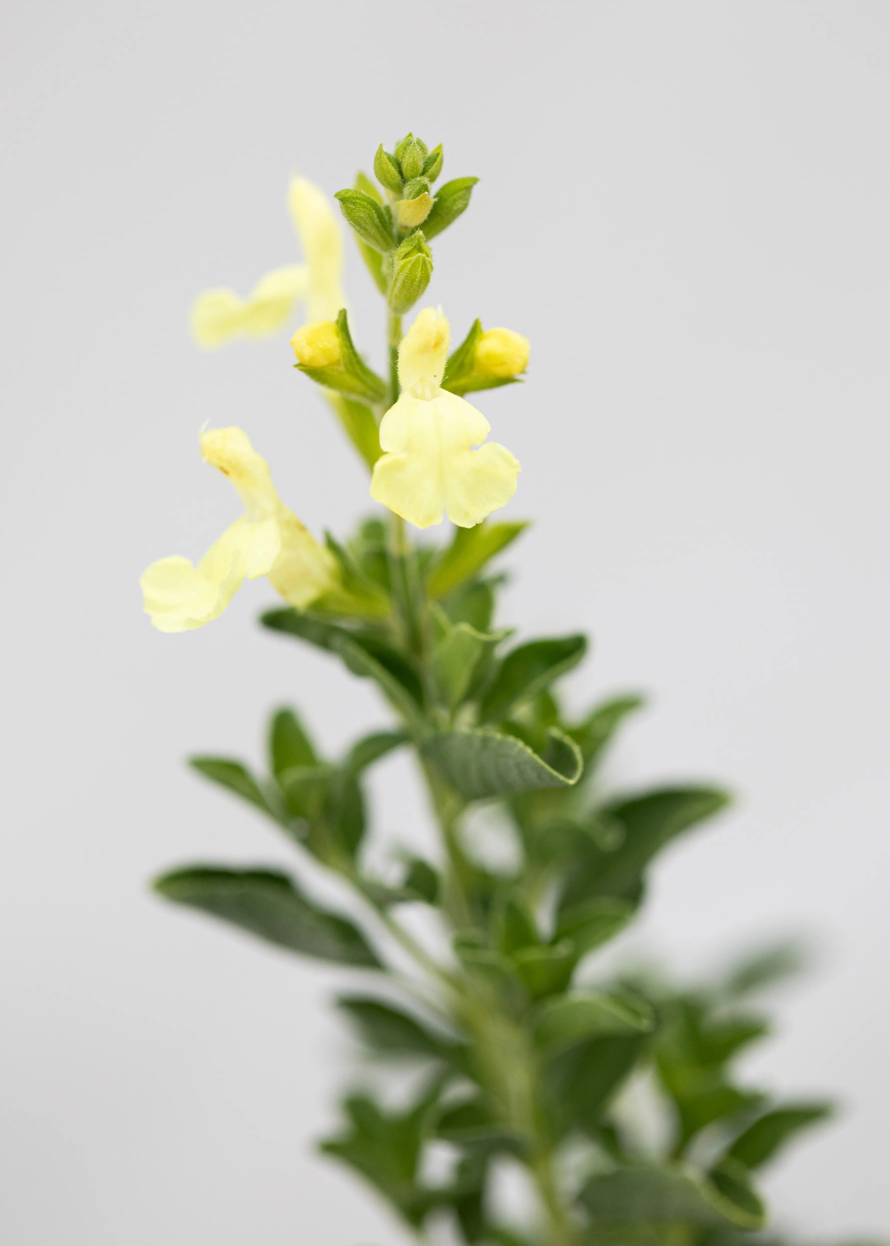 Salvia 'Lemon Light'