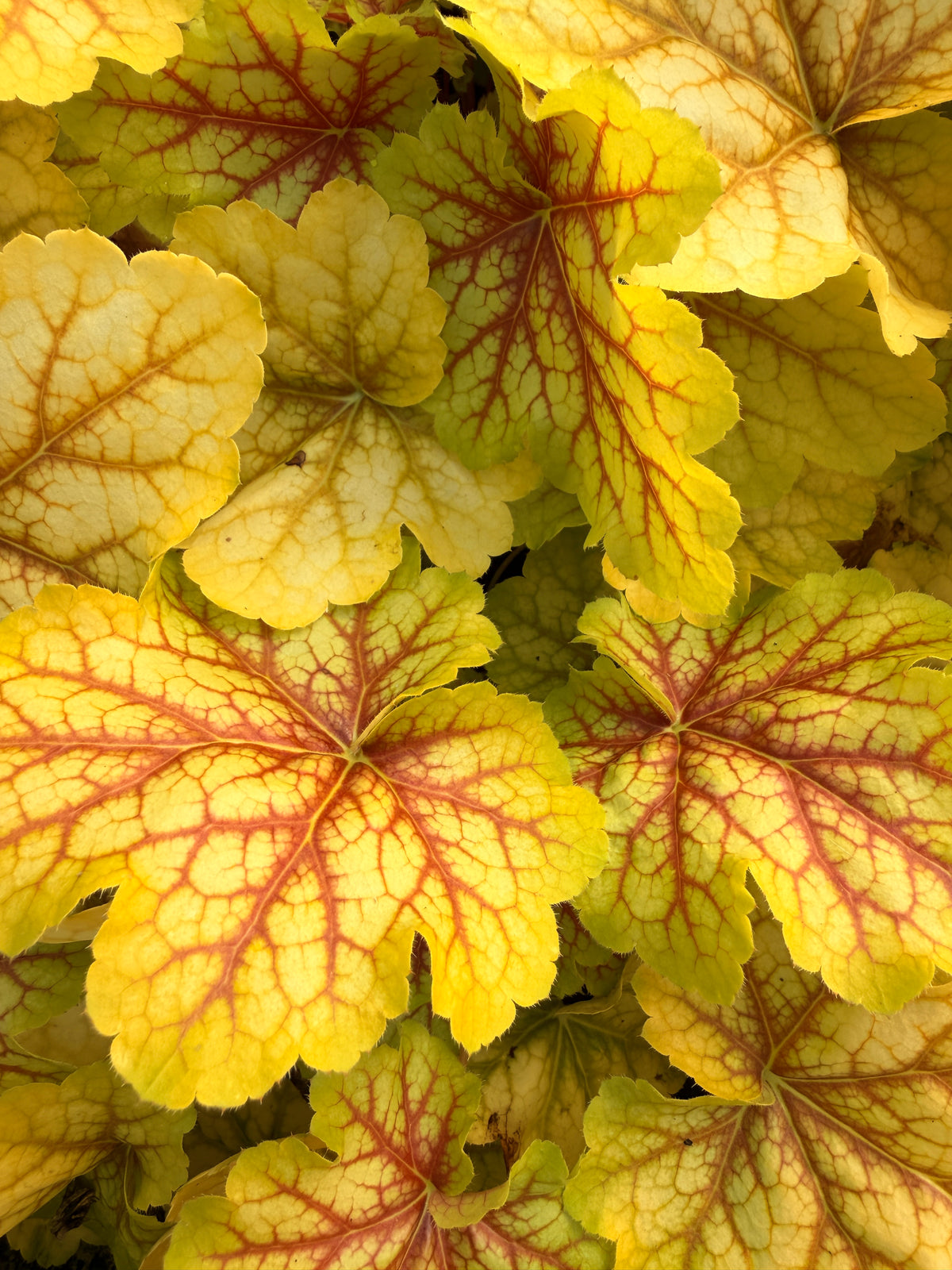 Heuchera 'Eternal Flame'