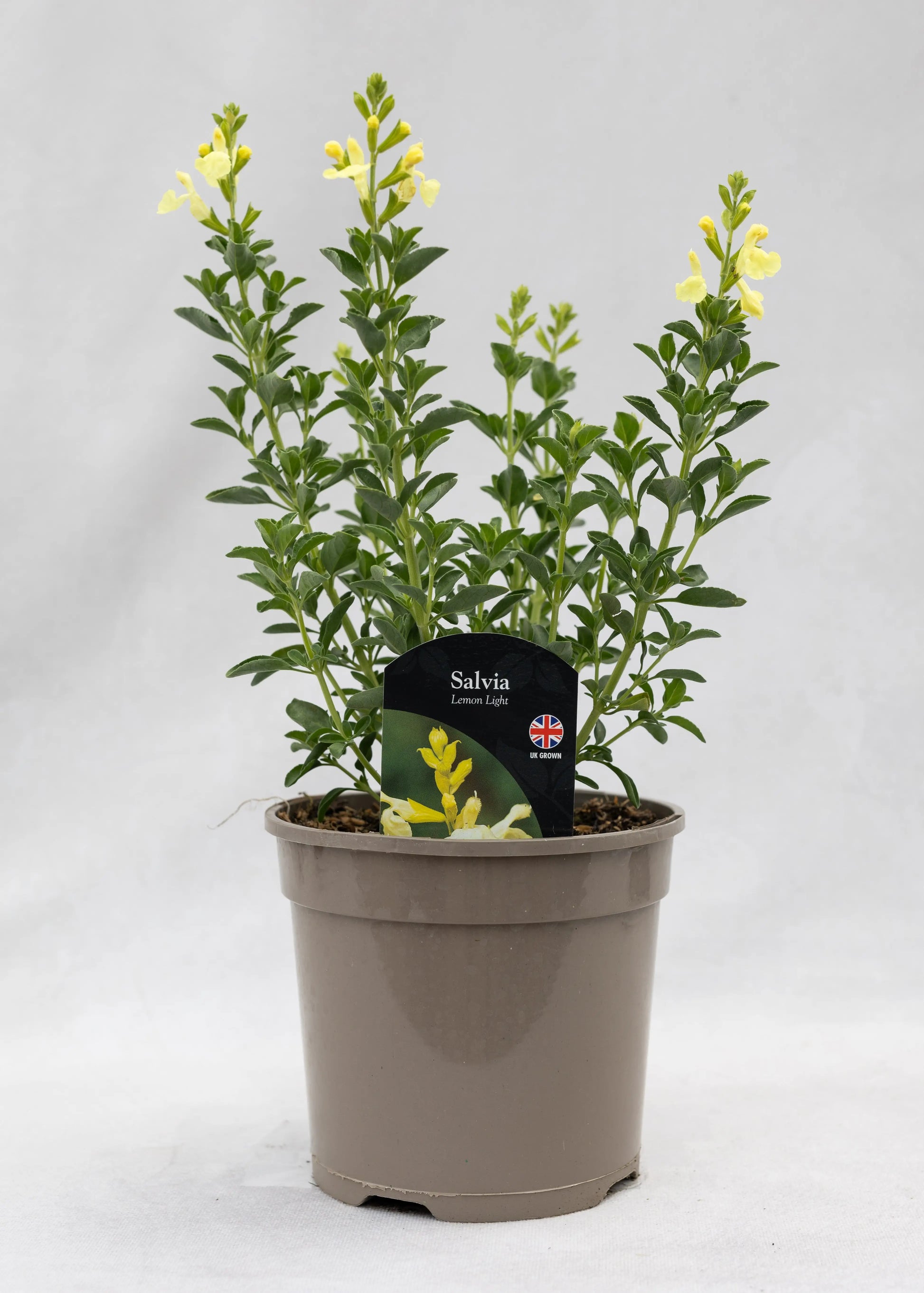 Salvia 'Lemon Light'