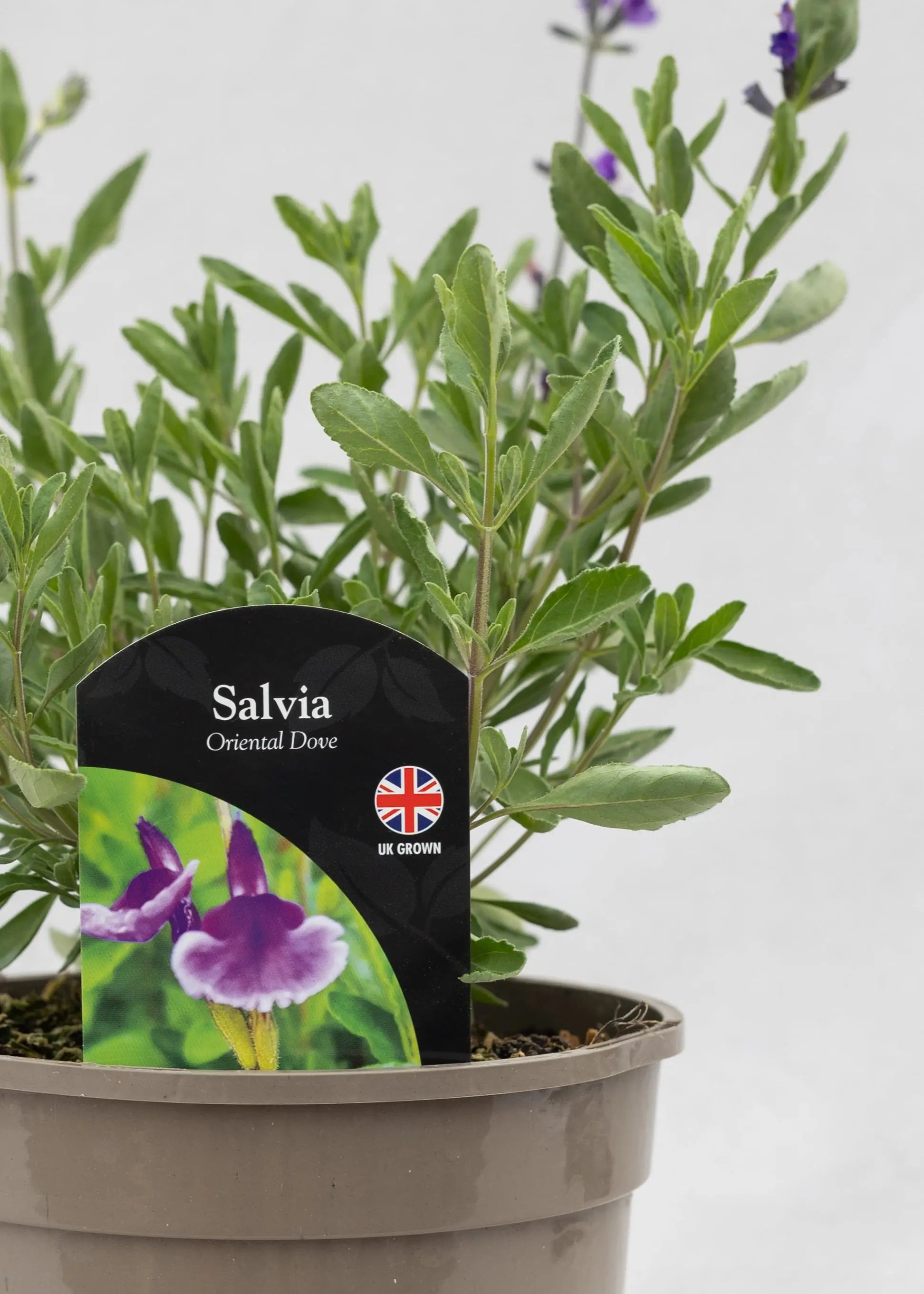Salvia 'Oriental Dove'