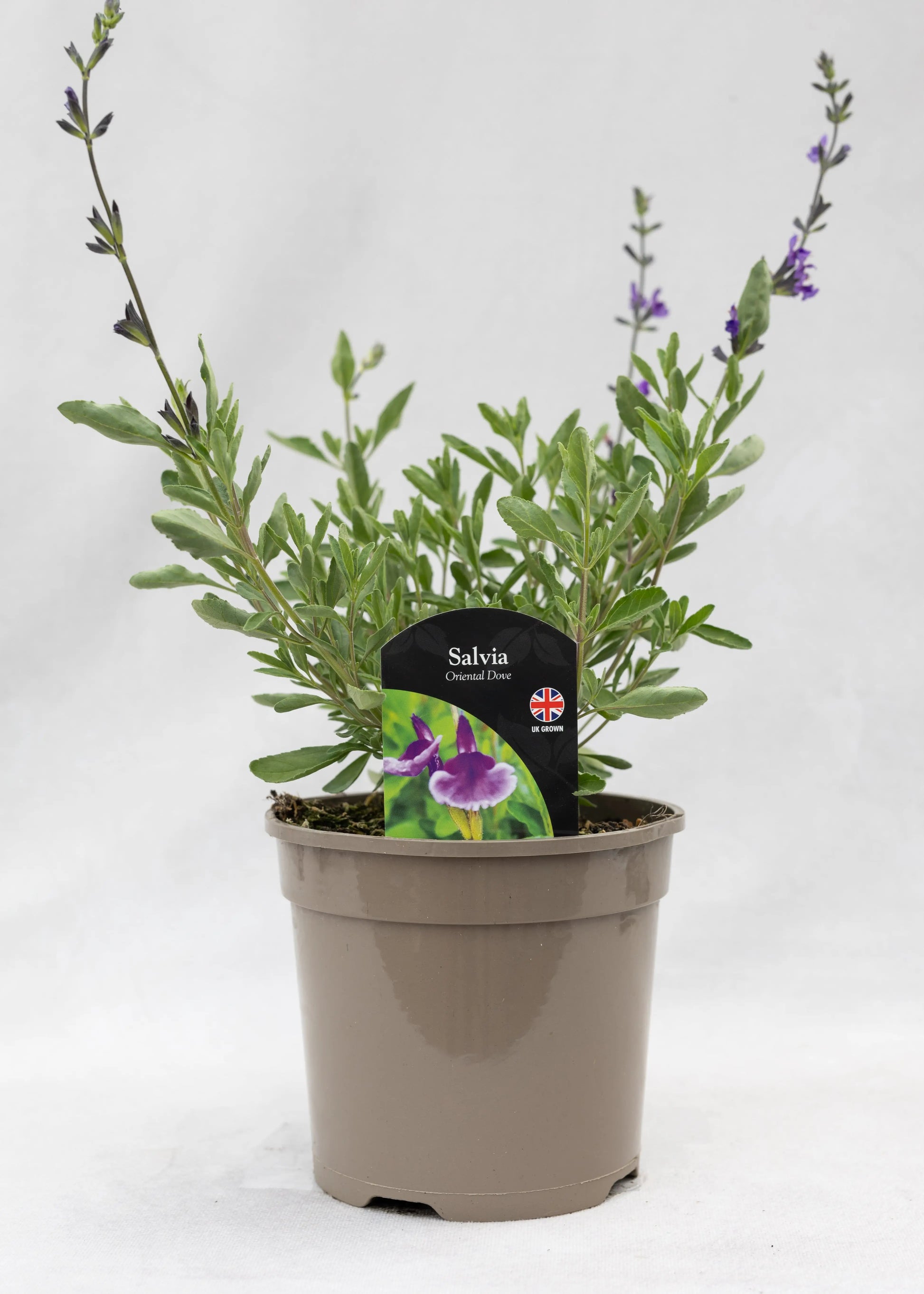 Salvia 'Oriental Dove'