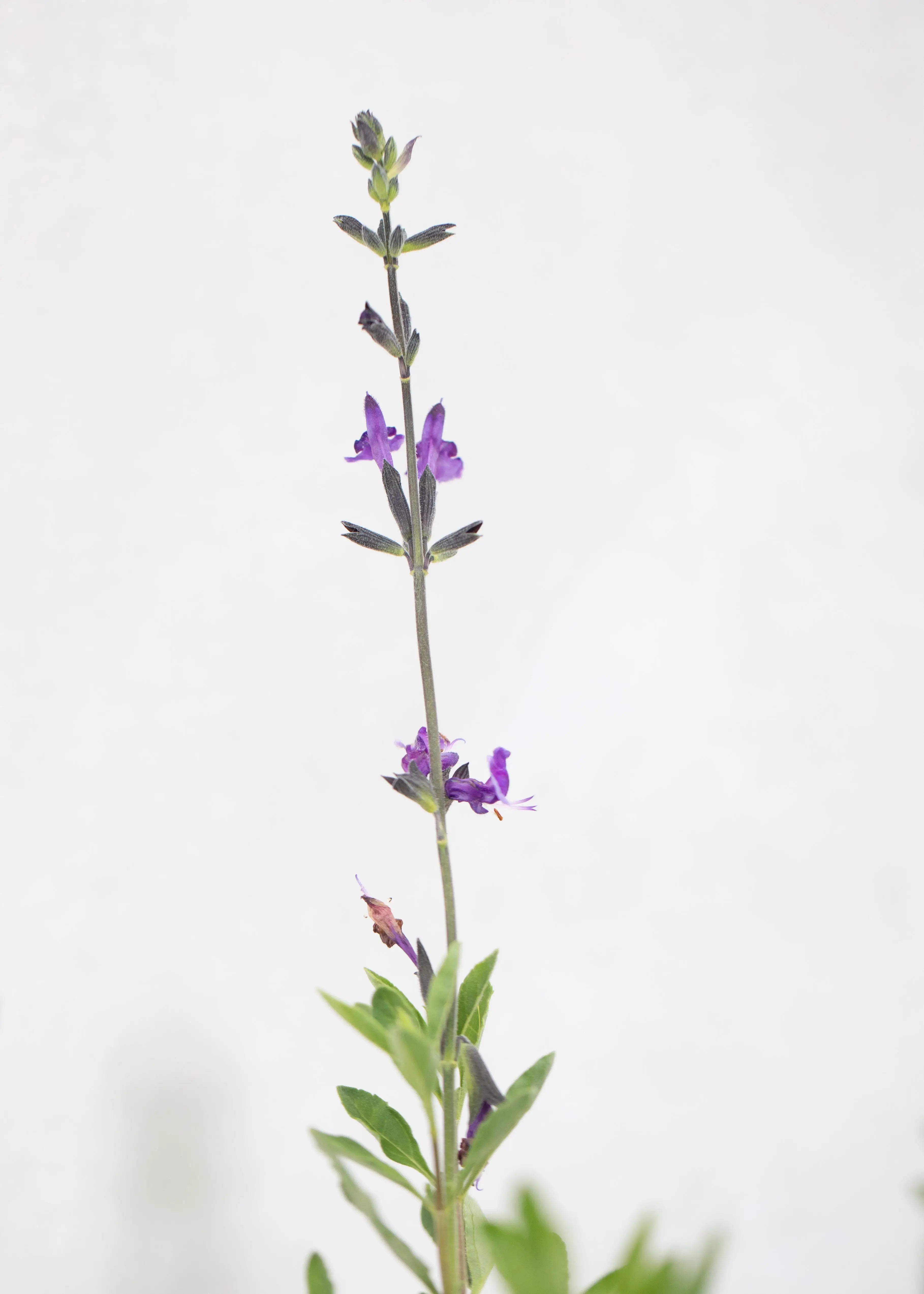 Salvia 'Oriental Dove'