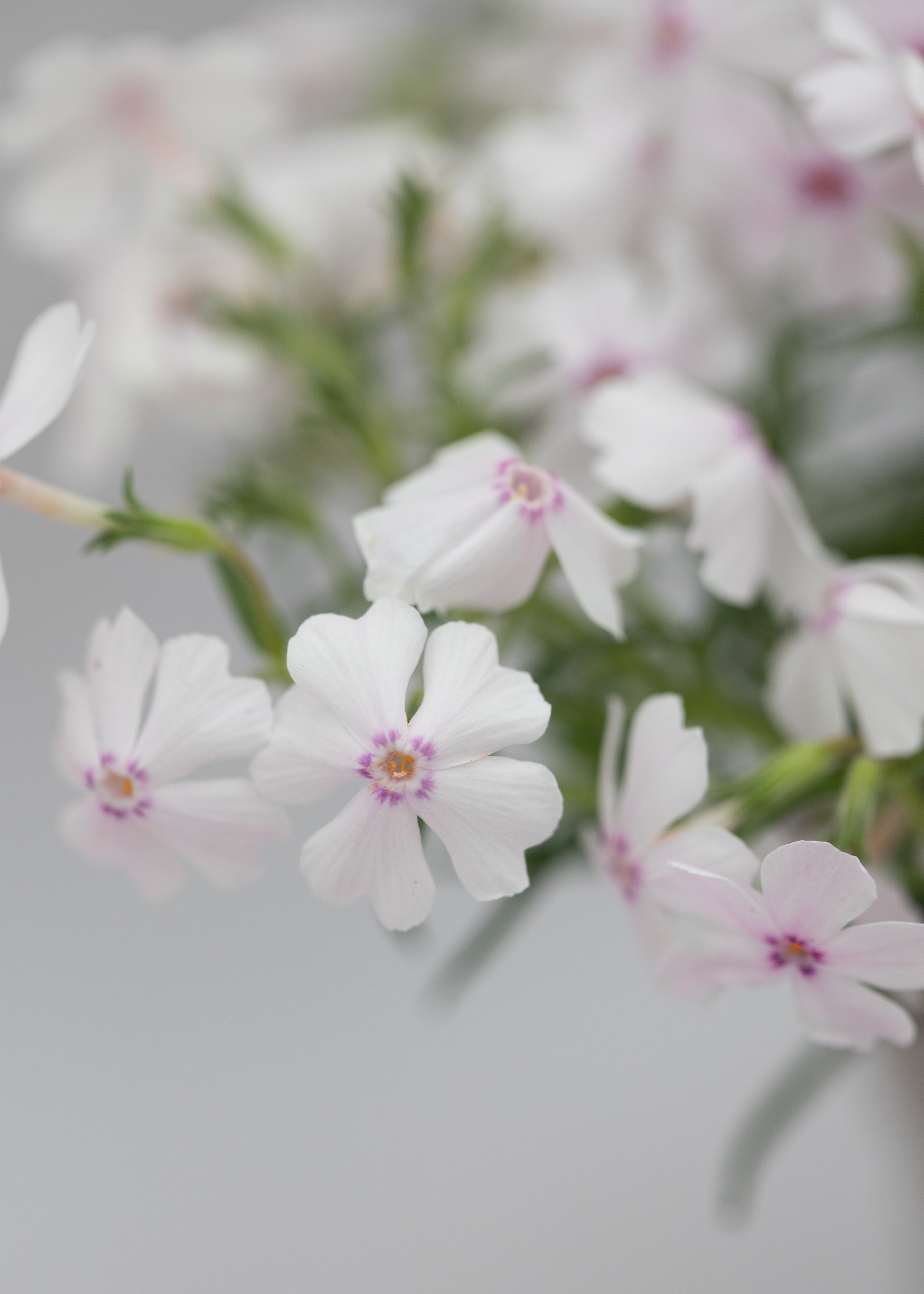 Phlox subulata 'Amazing Grace White Eye'