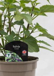 Salvia 'Amistad'