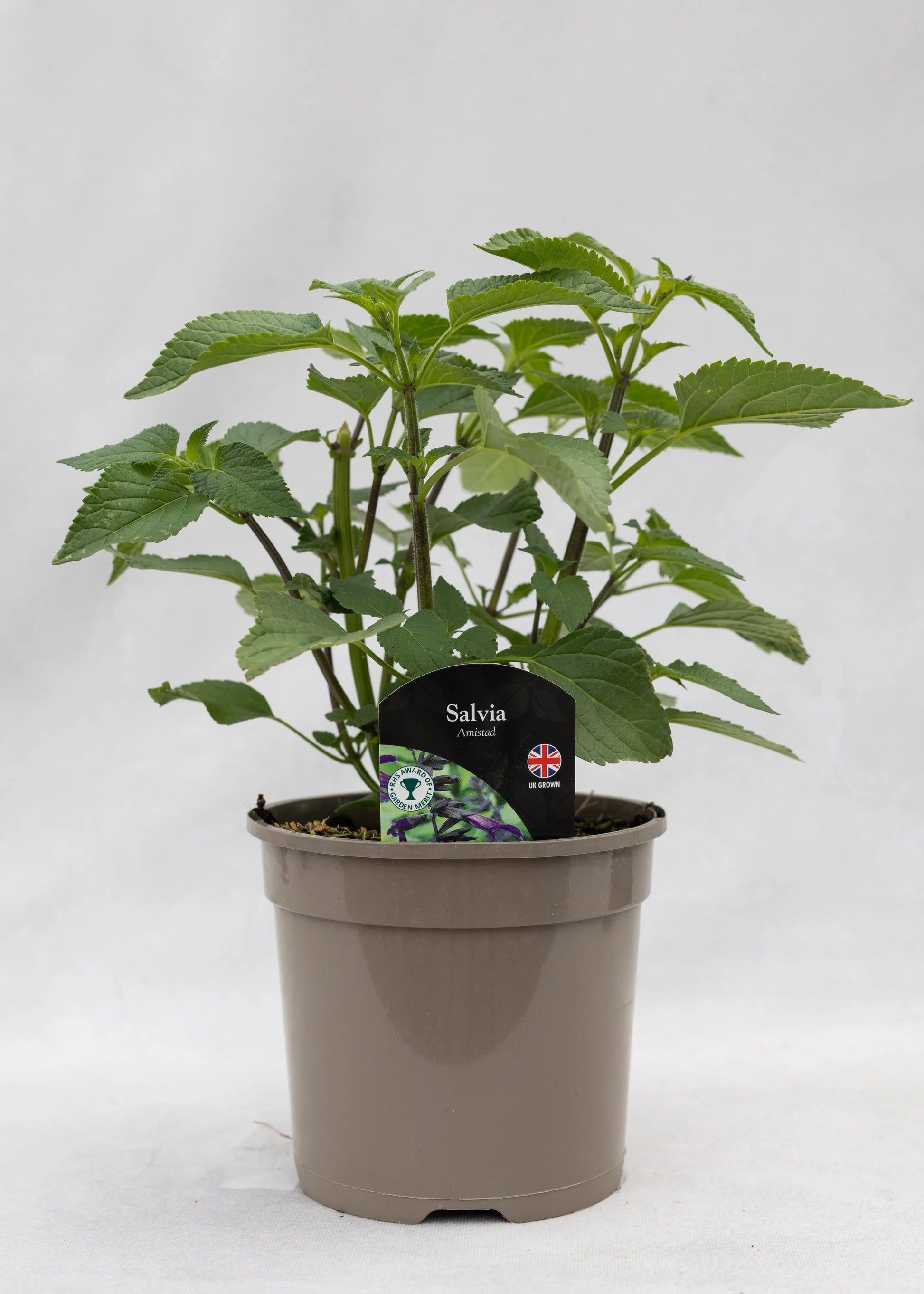 Salvia 'Amistad'