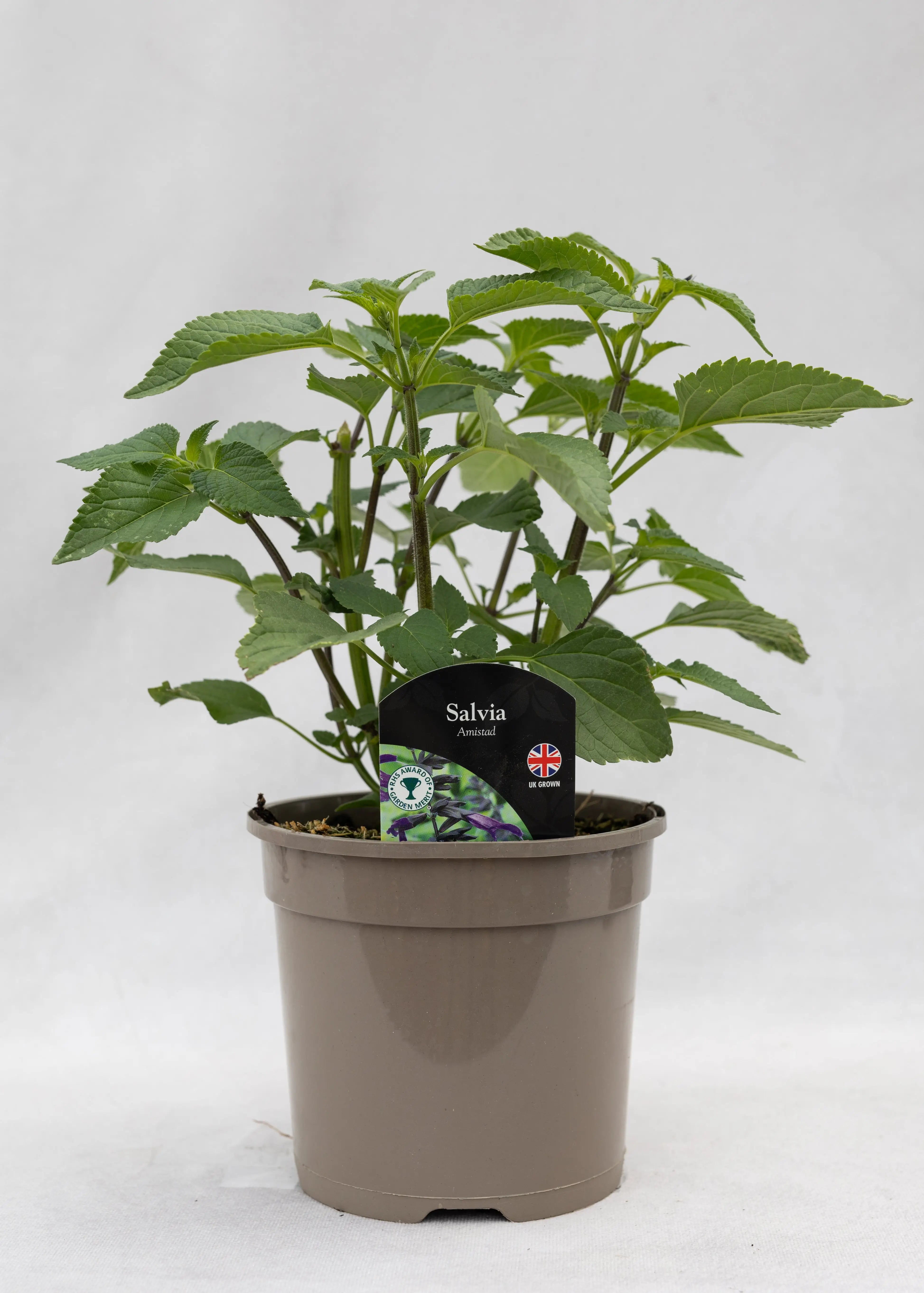 Salvia 'Amistad'